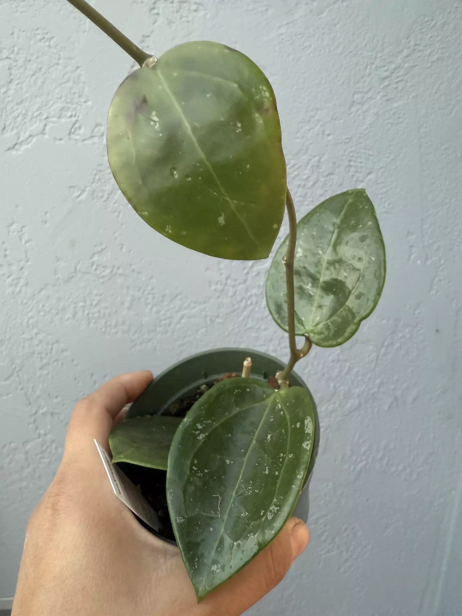 plant/4” Hoya ‘Parasitica’-0