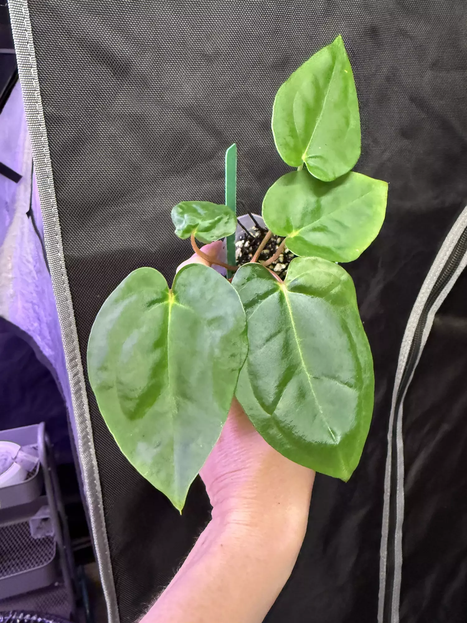 plant/Lost tag 6-0