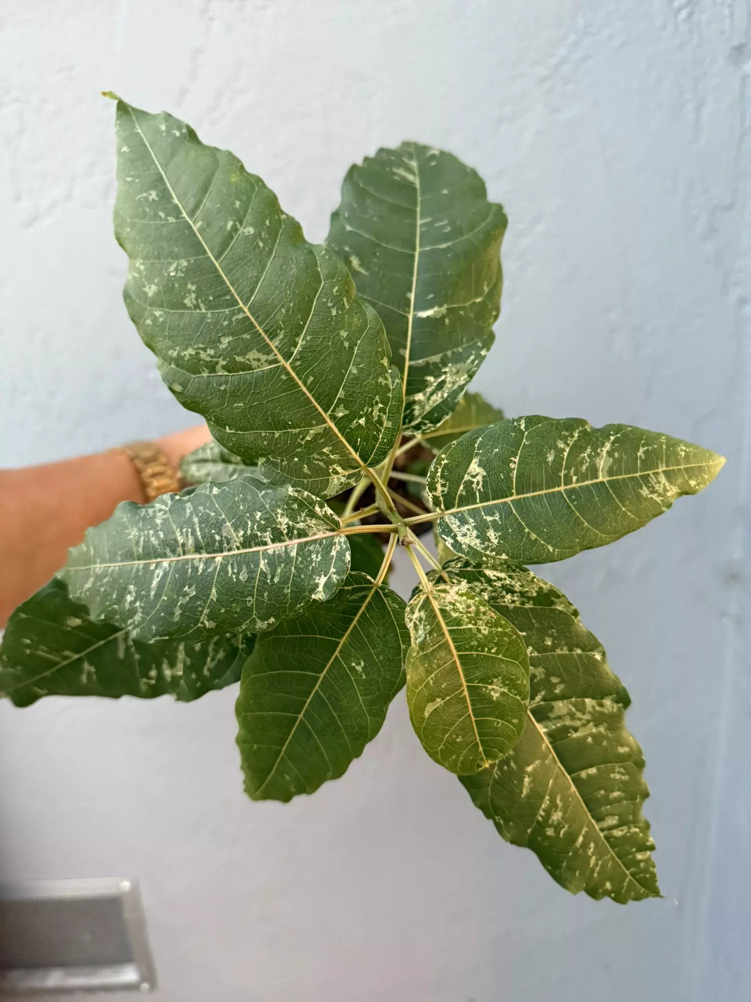 plant/5” Ficus ‘Aspera’ Variagated-0