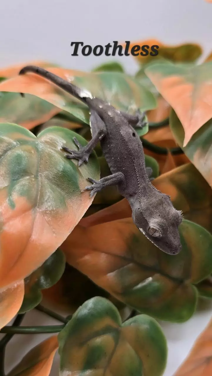 plant/Axanthic-1