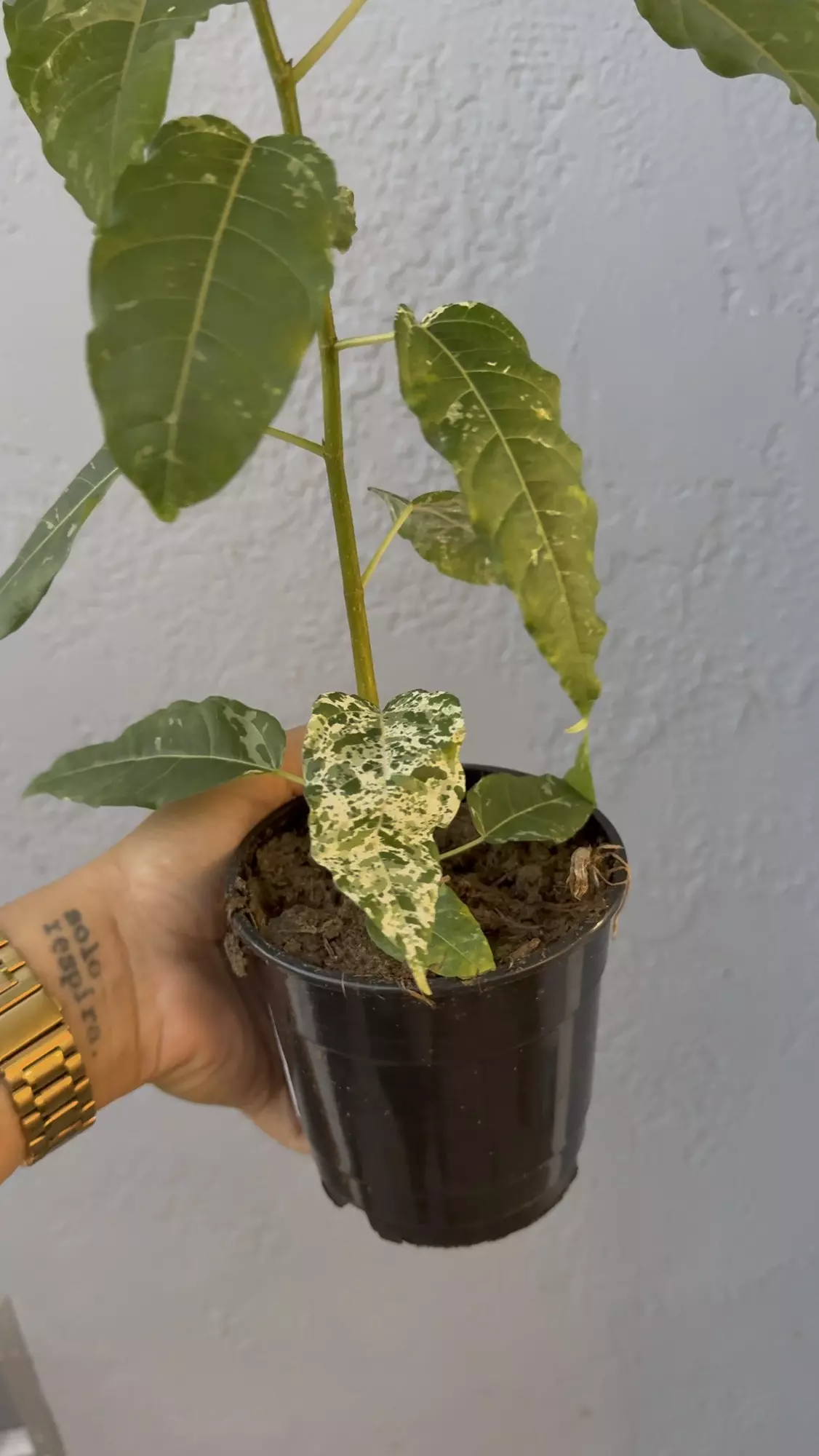 plant/5” Ficus ‘Aspera’ Variagated-3