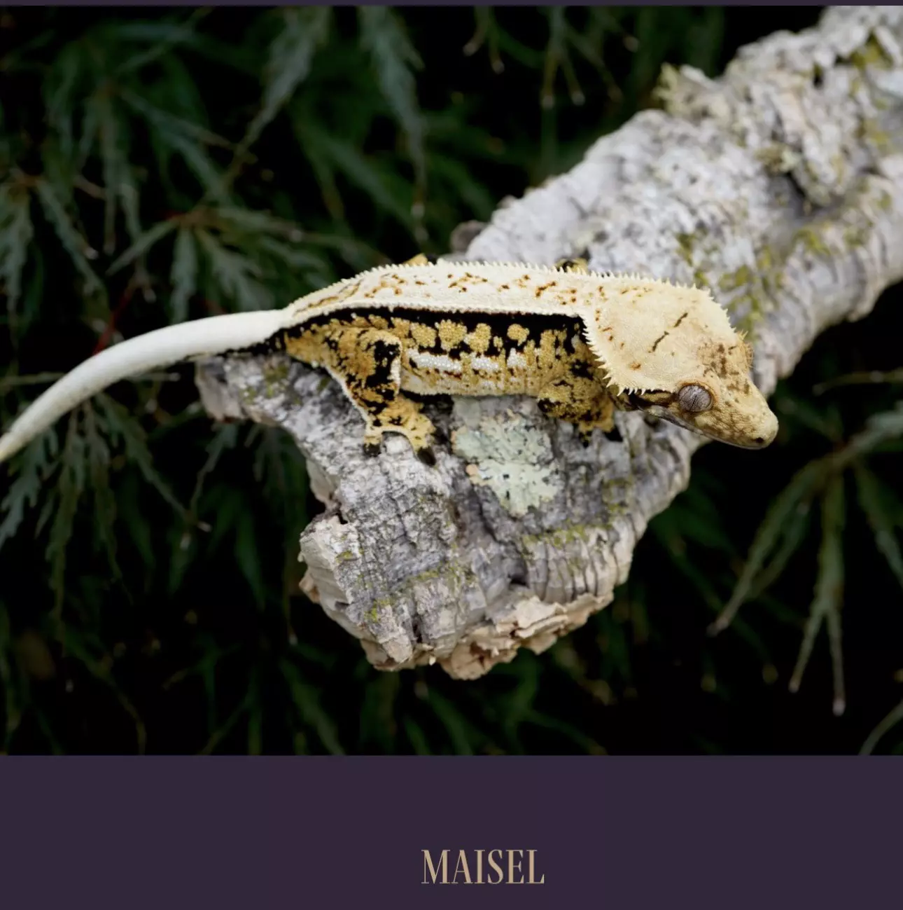 plant/Maisel-0