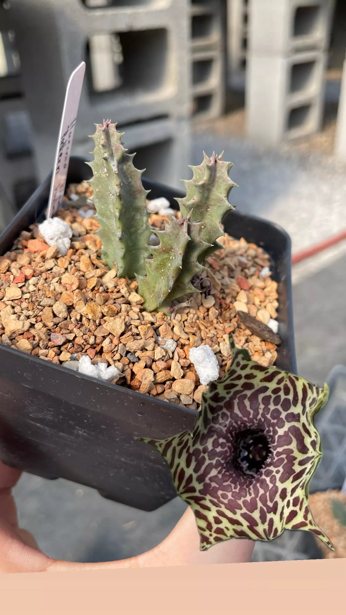 plant/Huernia Pranburi Pattern hybrid-0