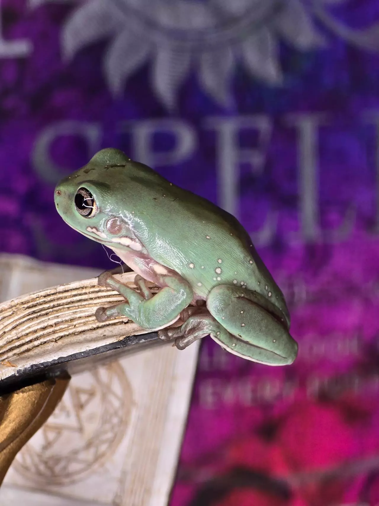 plant/Het blue eyed foot urban camo-0