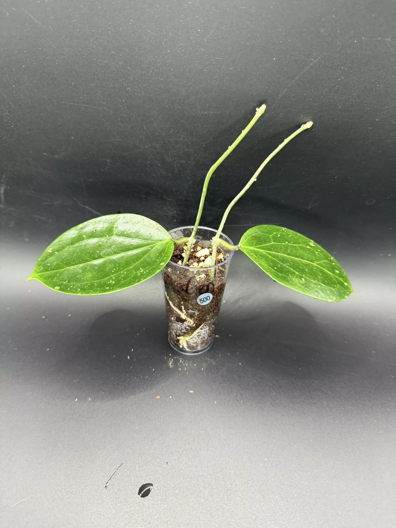 plant/Hoya Genieve # 500-0
