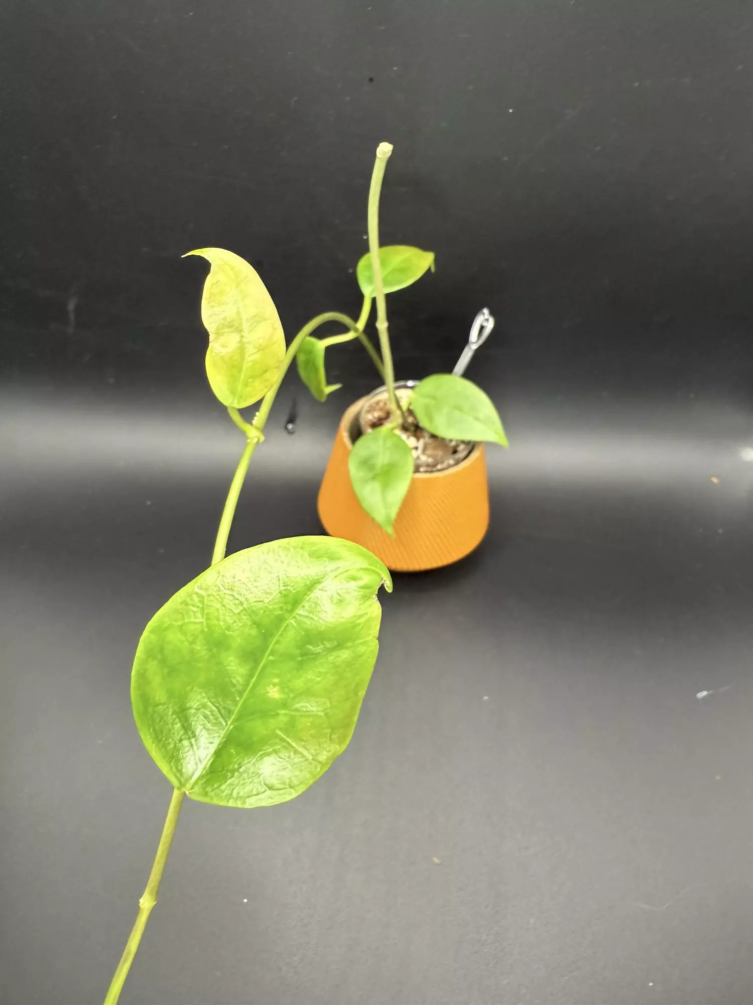 plant/Hoya Iris Marie-0