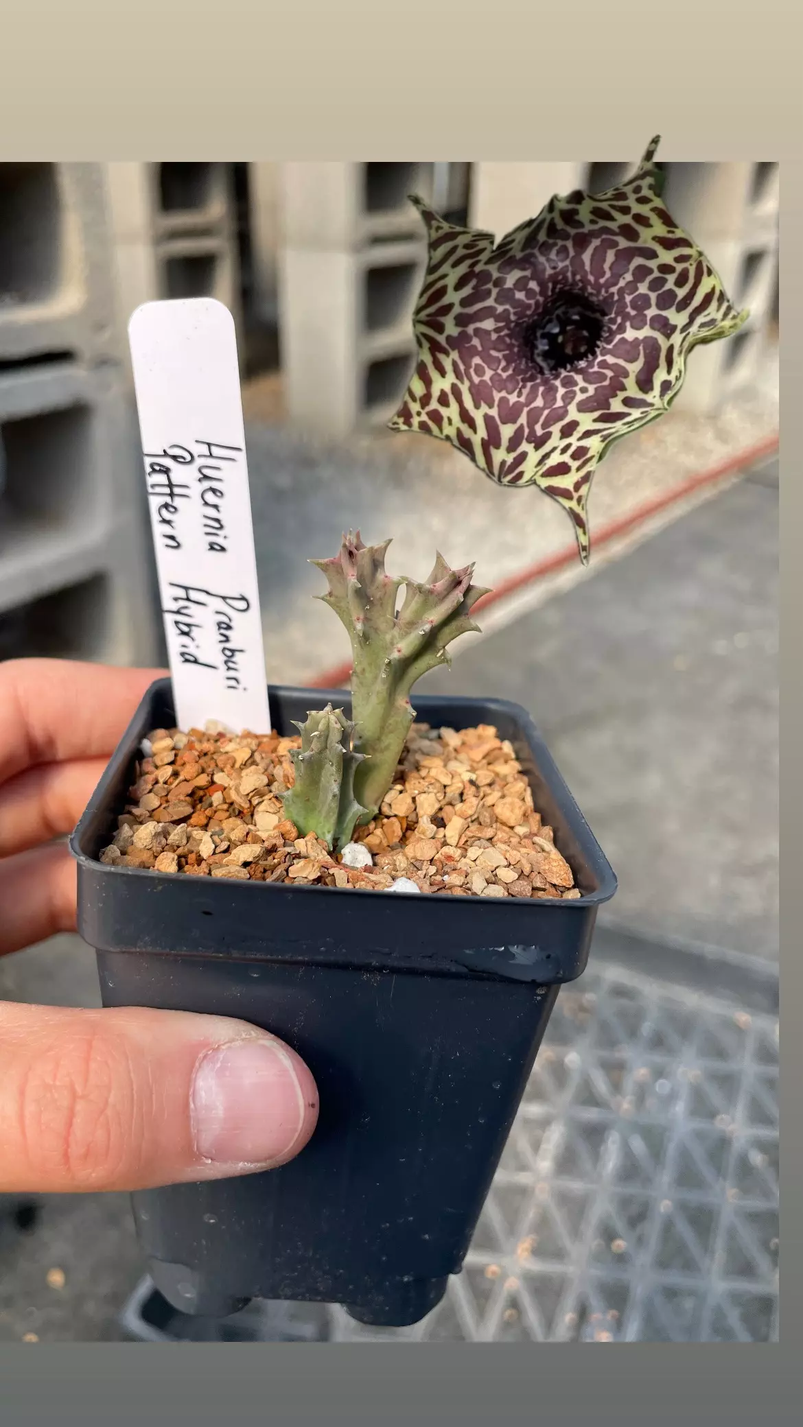 plant/Huernia Pranburi Pattern hybrid-0