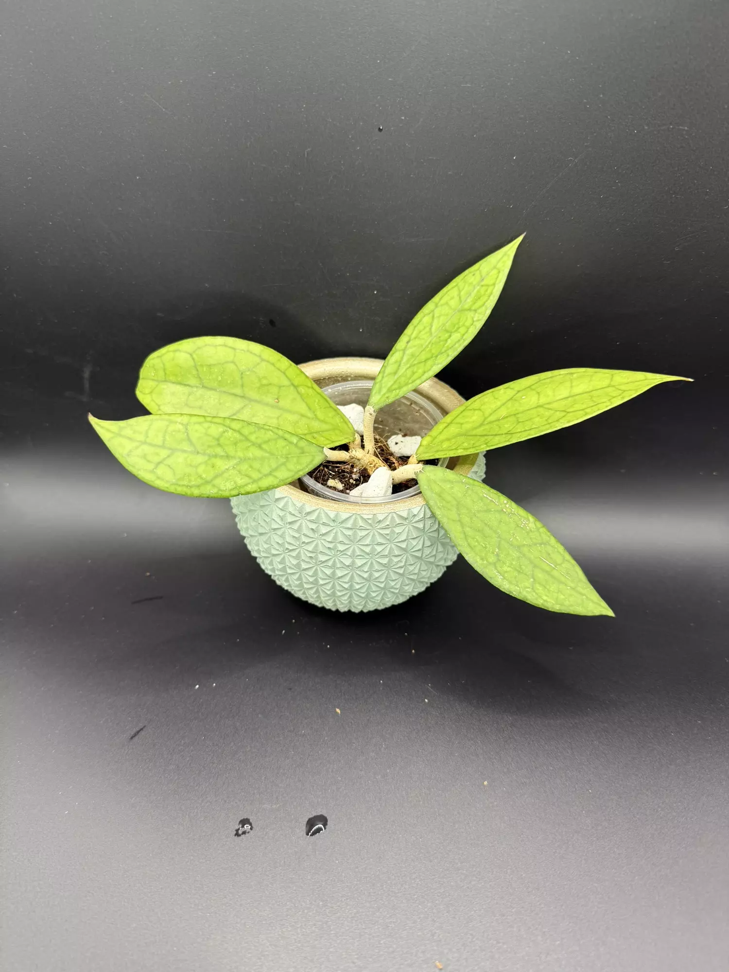 plant/Hoya Finlaysonii 0724-0