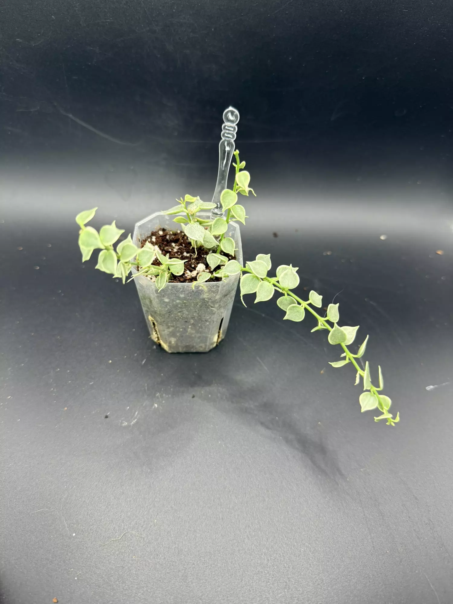 plant/Dischidia Million Hearts 691-1