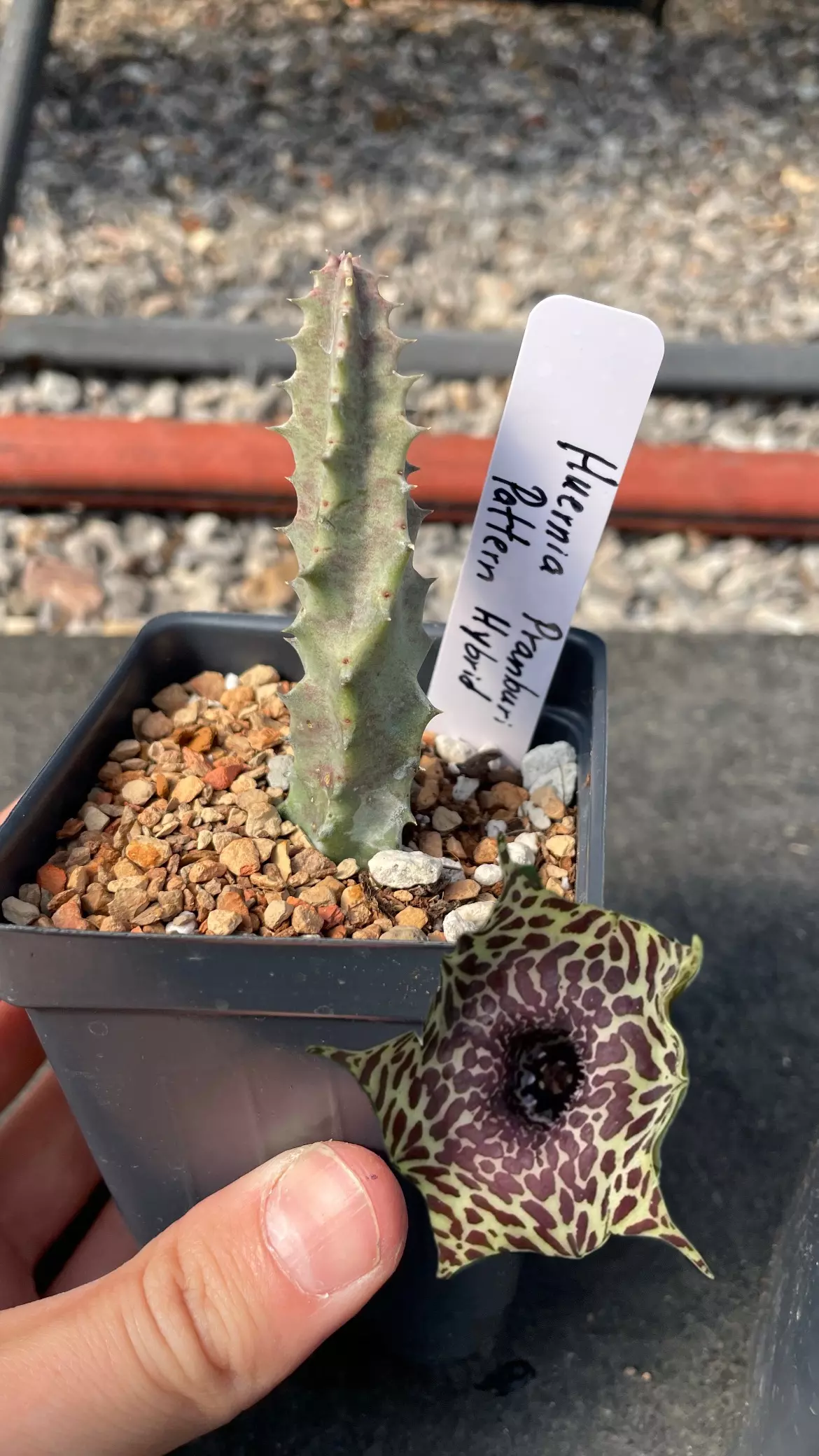 plant/Huernia Pranburi Pattern hybrid, Asclepiad-0