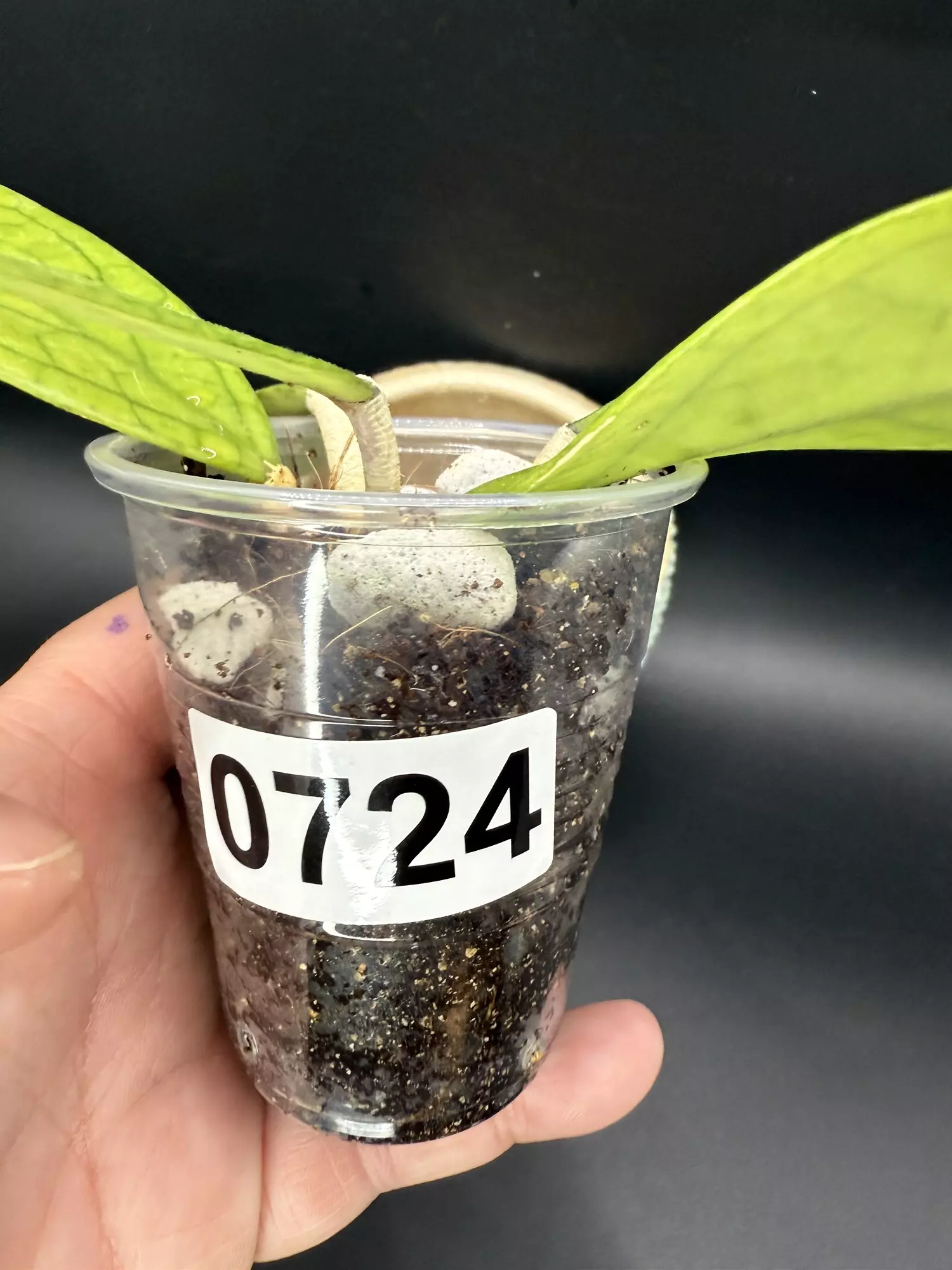 plant/Hoya Finlaysonii 0724-1