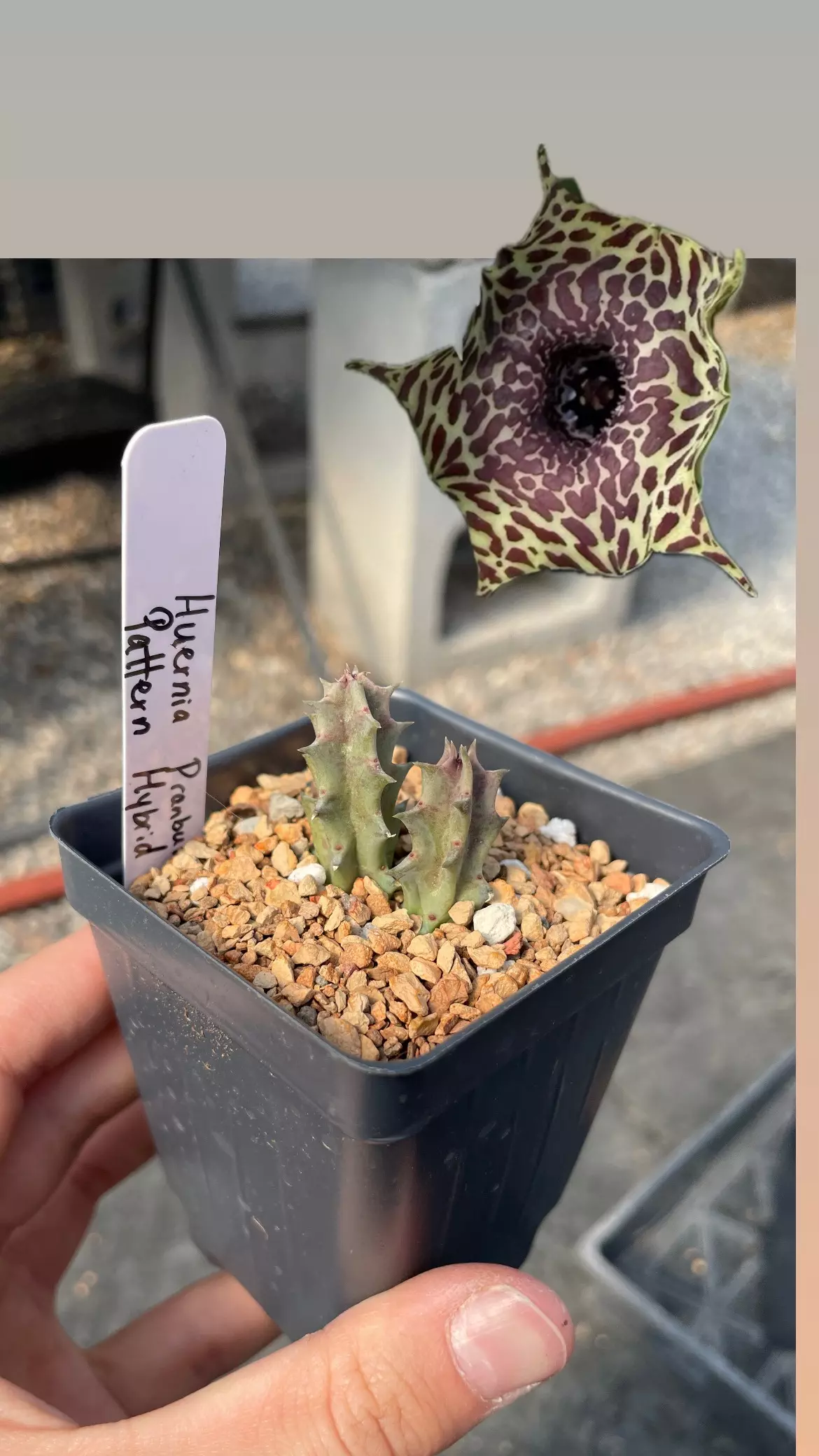 plant/Huernia Pranburi Pattern hybrid-0