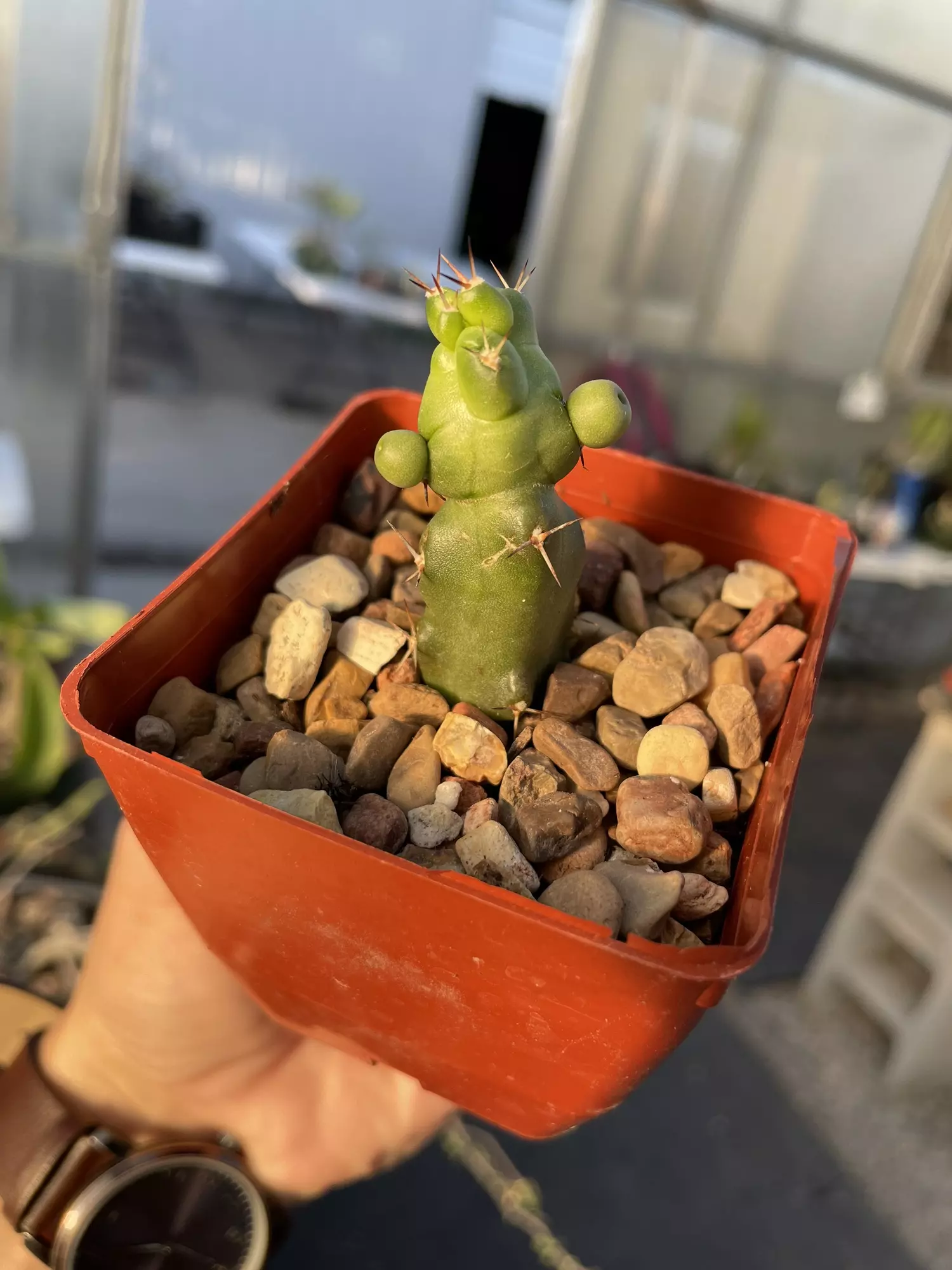 plant/Monstrose Echinocereus pentalophus -0