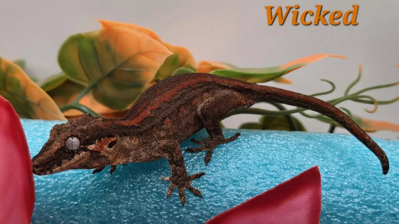 plant/Red and orange stripe Gargoyle-1