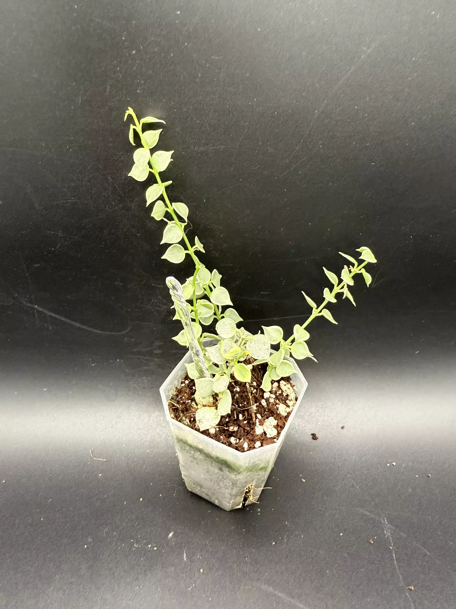 plant/Dischidia Million Hearts 691-0