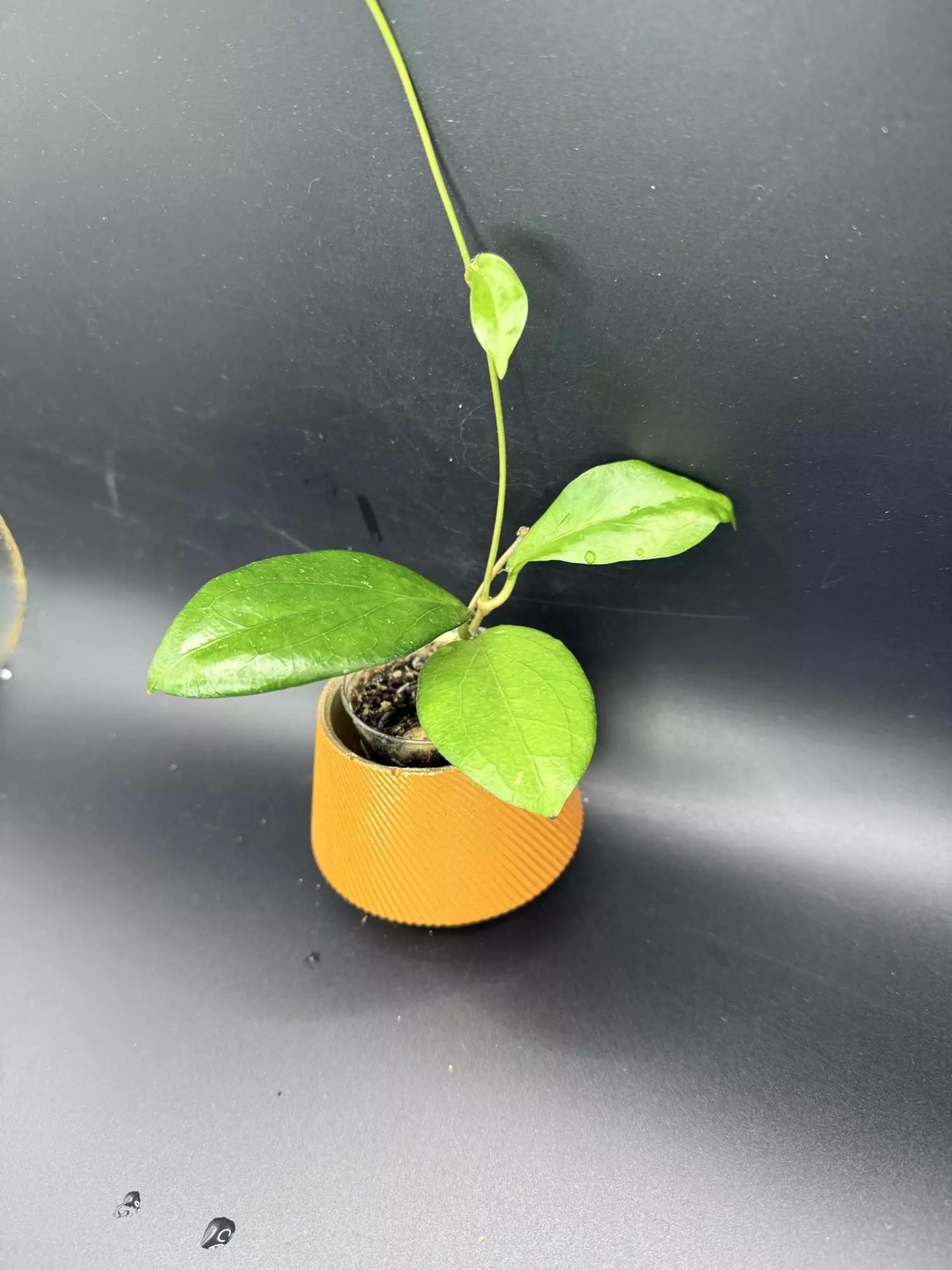plant/Erythrina Bajo-0