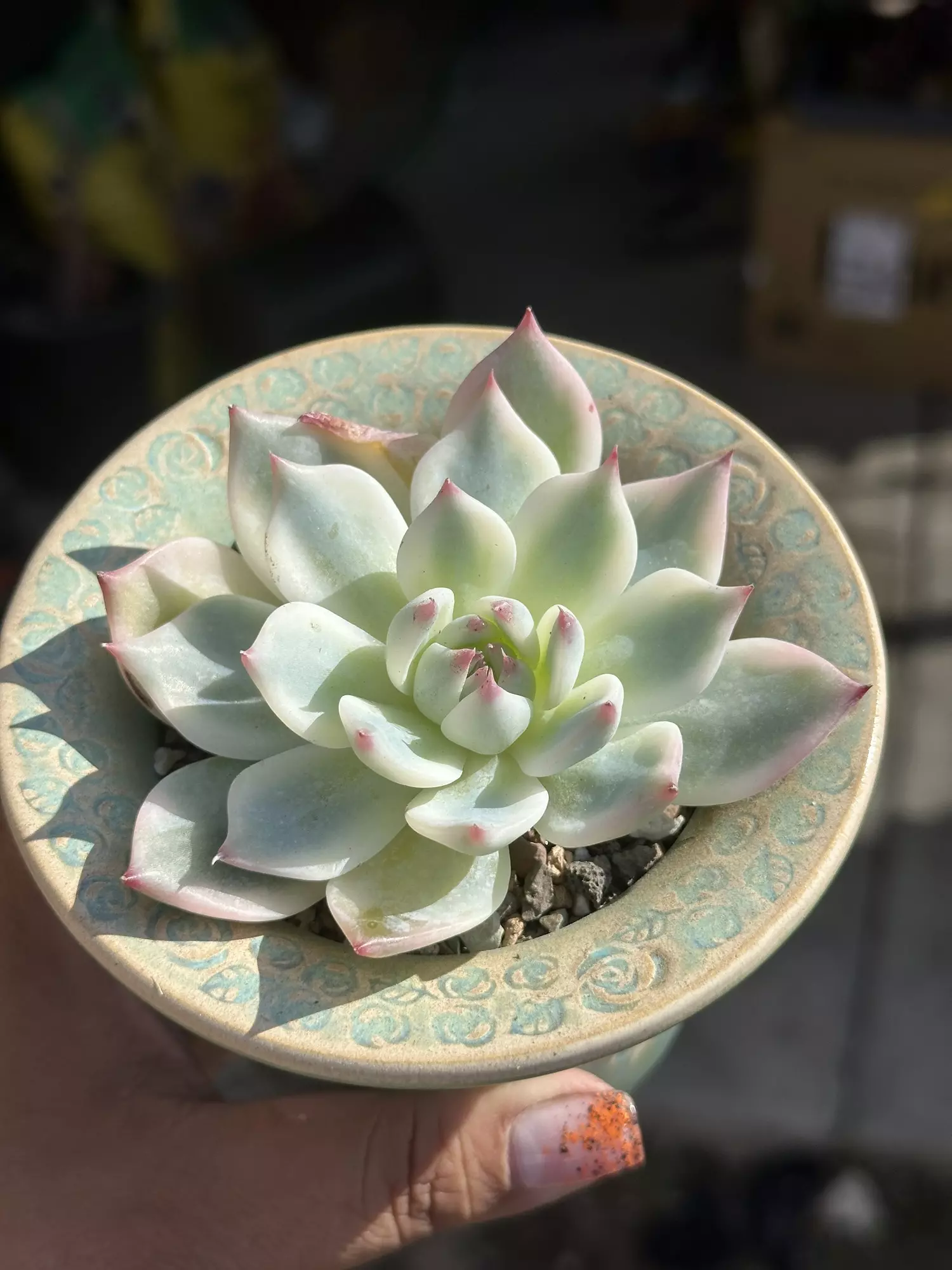 plant/Variegated chihuahuaensis-0