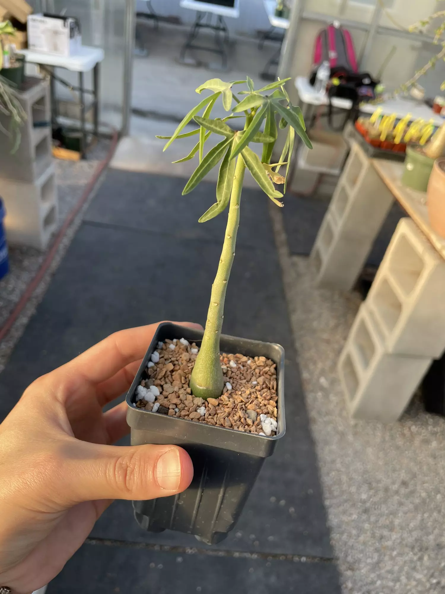 plant/Adenia venenata-1