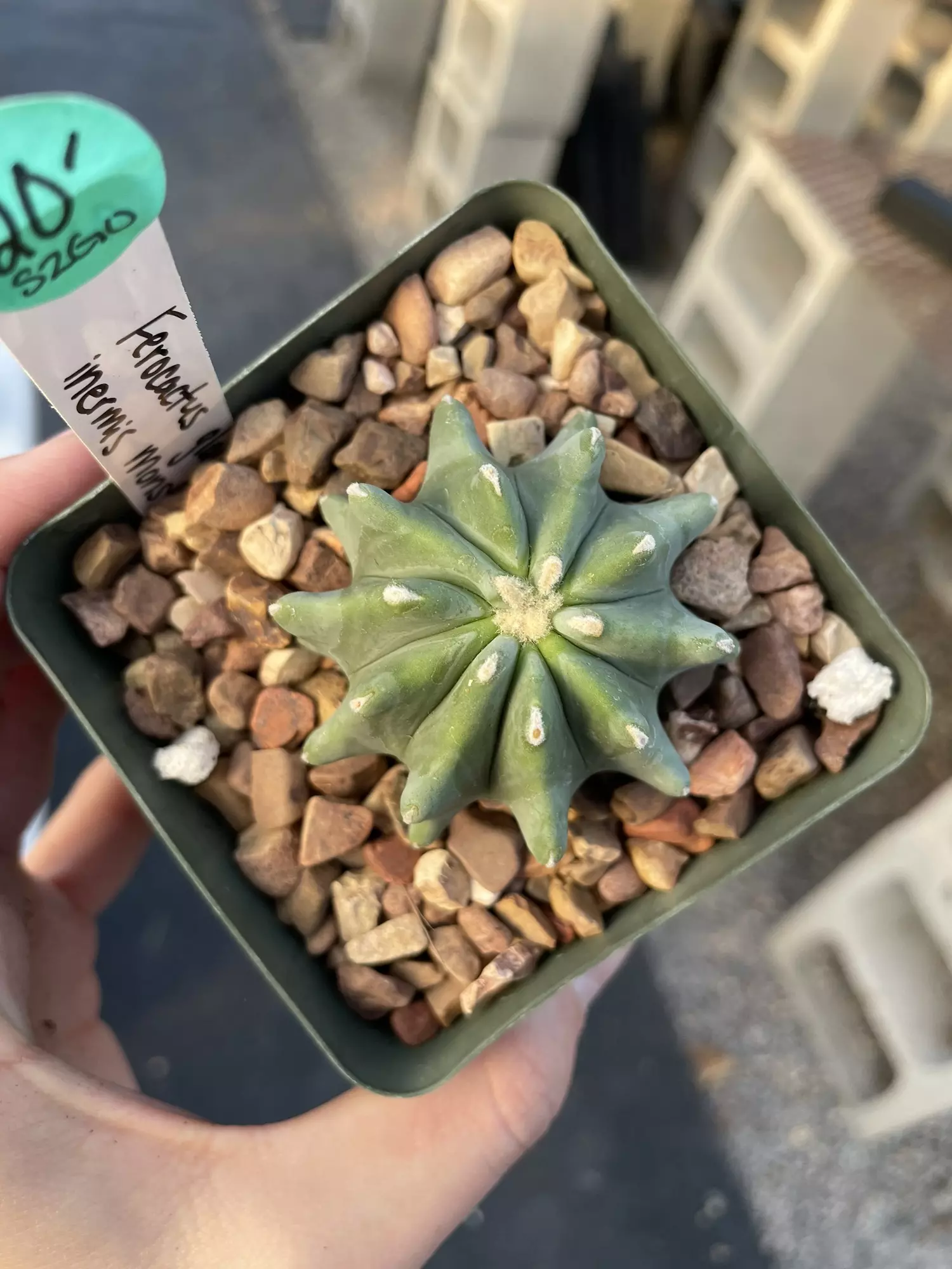 plant/Ferocactus glaucescens inermis -0