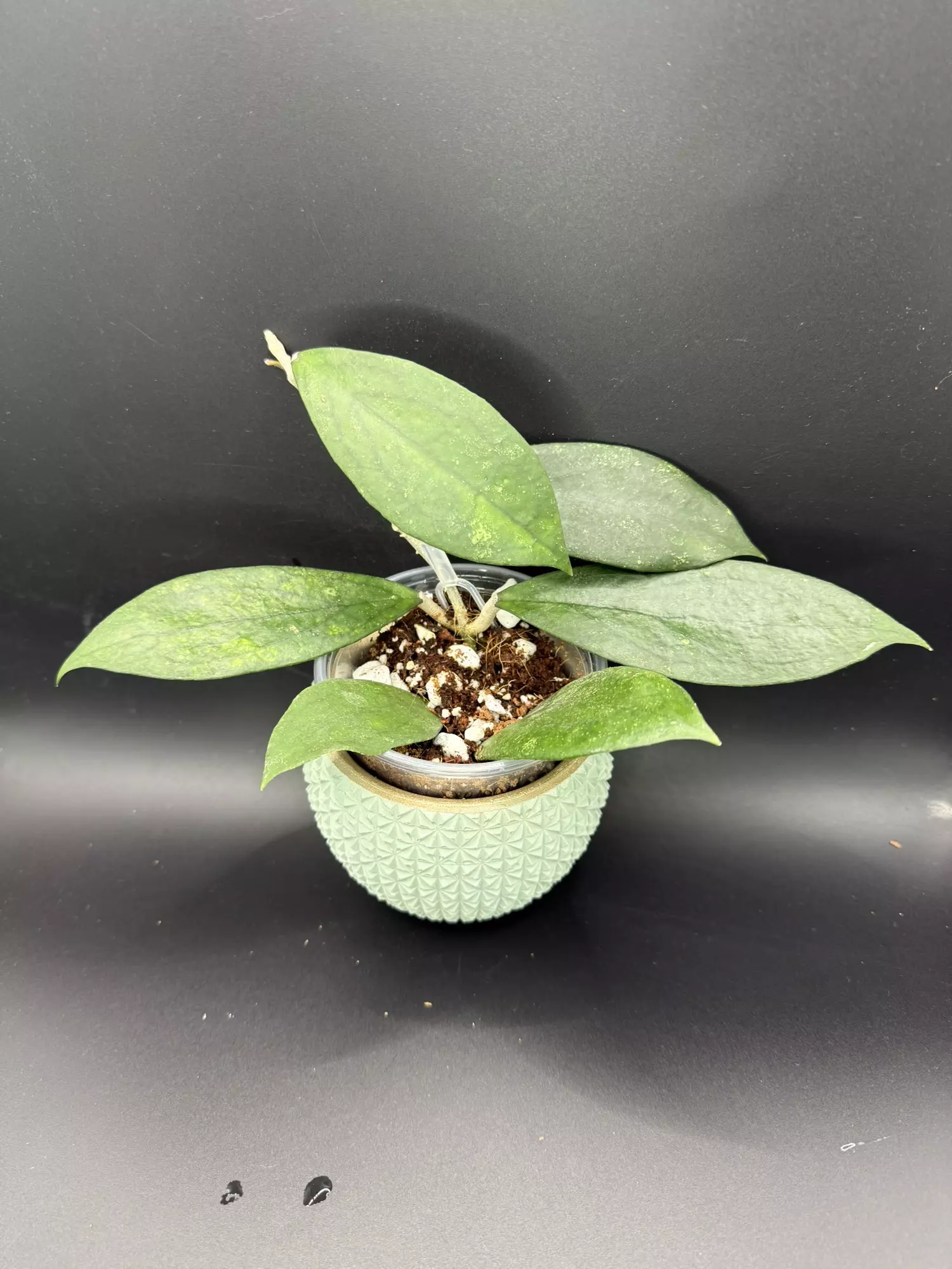 plant/Hoya Jennifer 0726-0