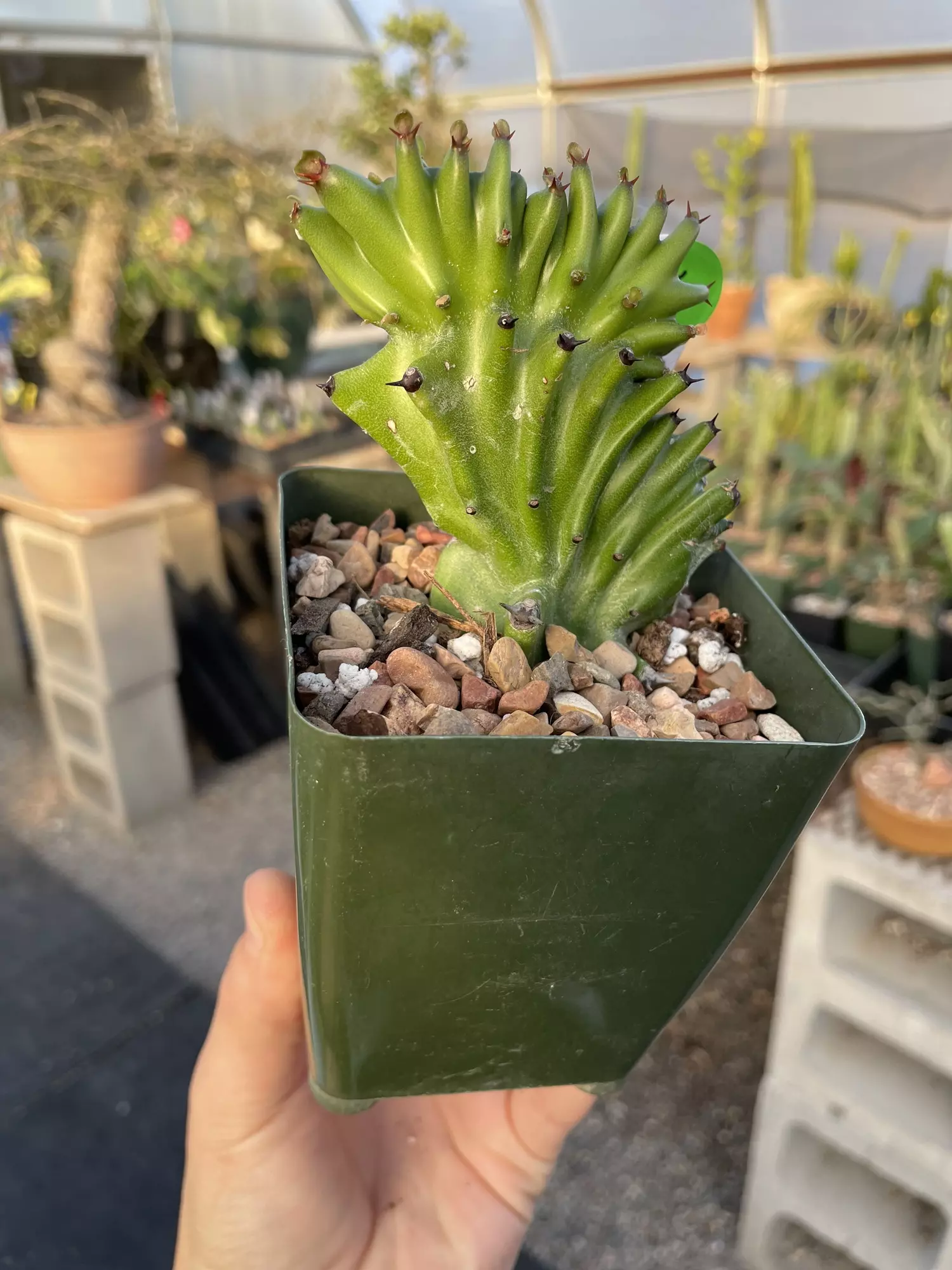 plant/Crested Euphorbia antiquorum -0
