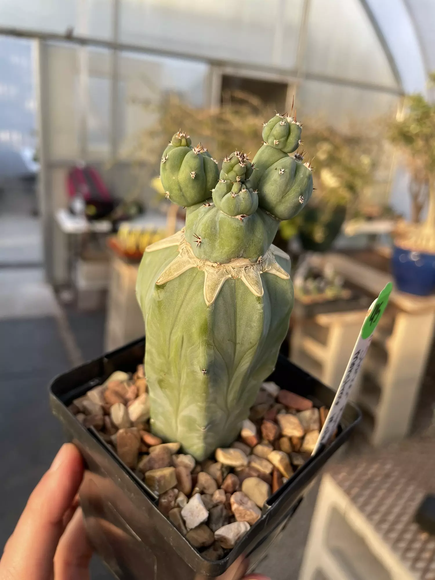 plant/“Stacker” graft-0