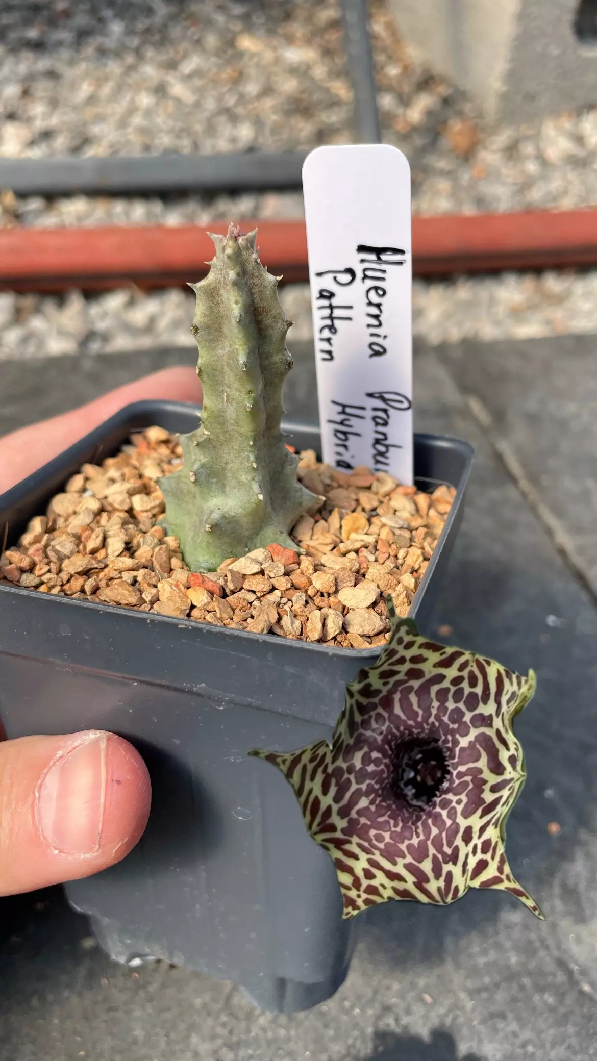 plant/Huernia Pranburi Pattern hybrid -0
