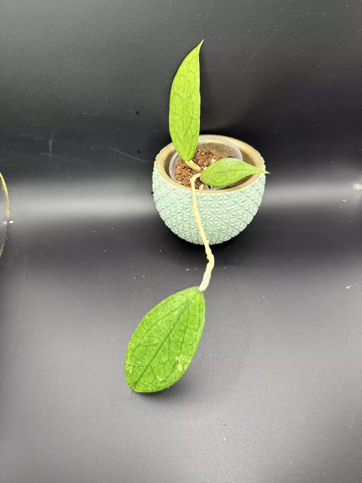 plant/Hoya Finlaysonii-0