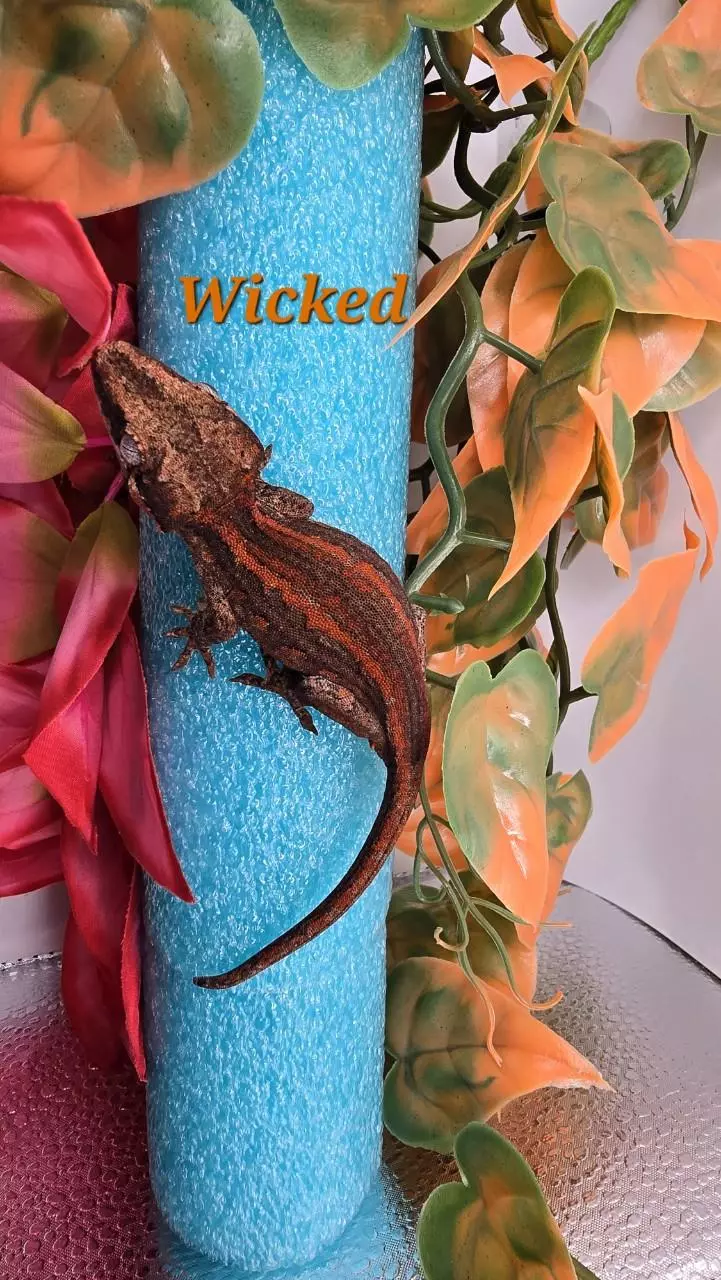 plant/Red and orange stripe Gargoyle-0