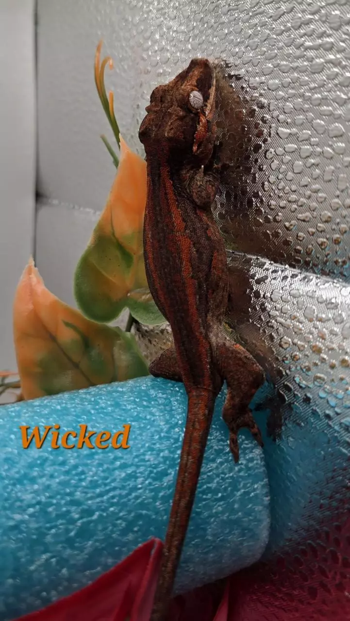 plant/Red and orange stripe Gargoyle-3