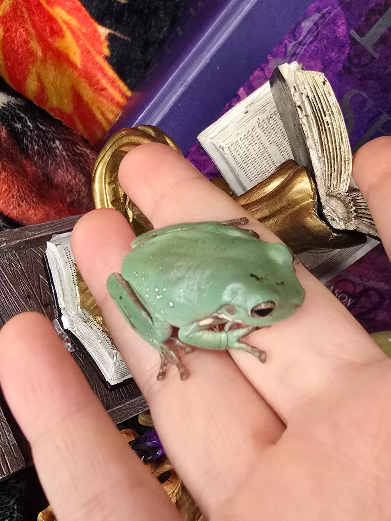 plant/Het blue eyed foot urban camo-1