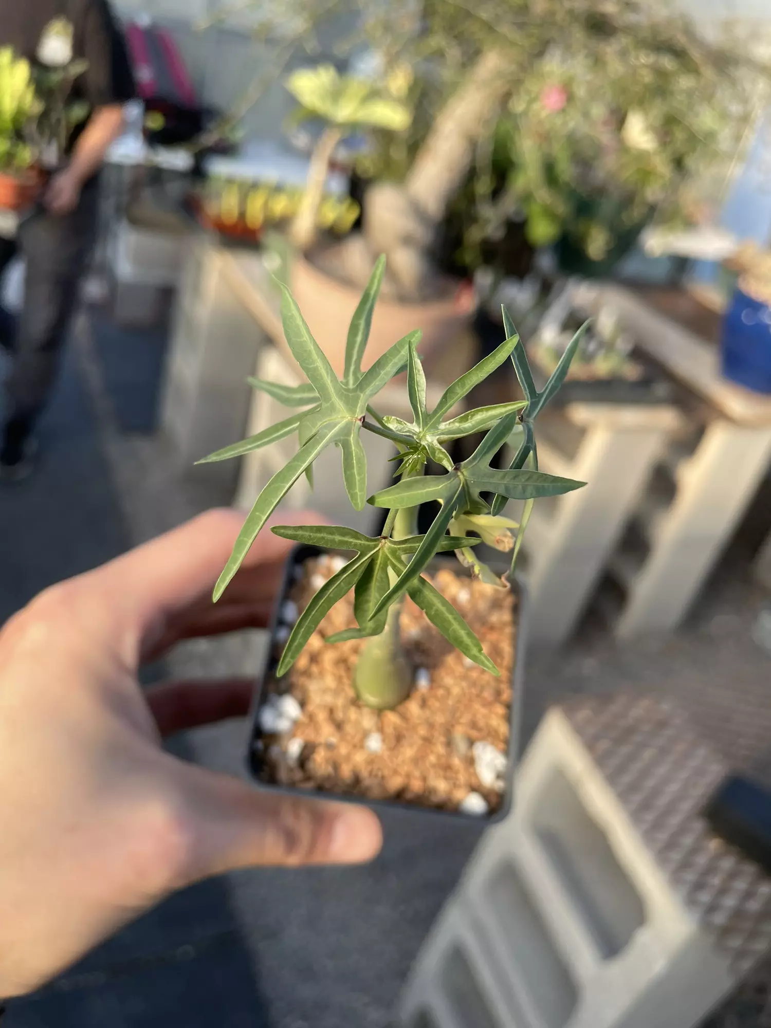 plant/Adenia venenata-0