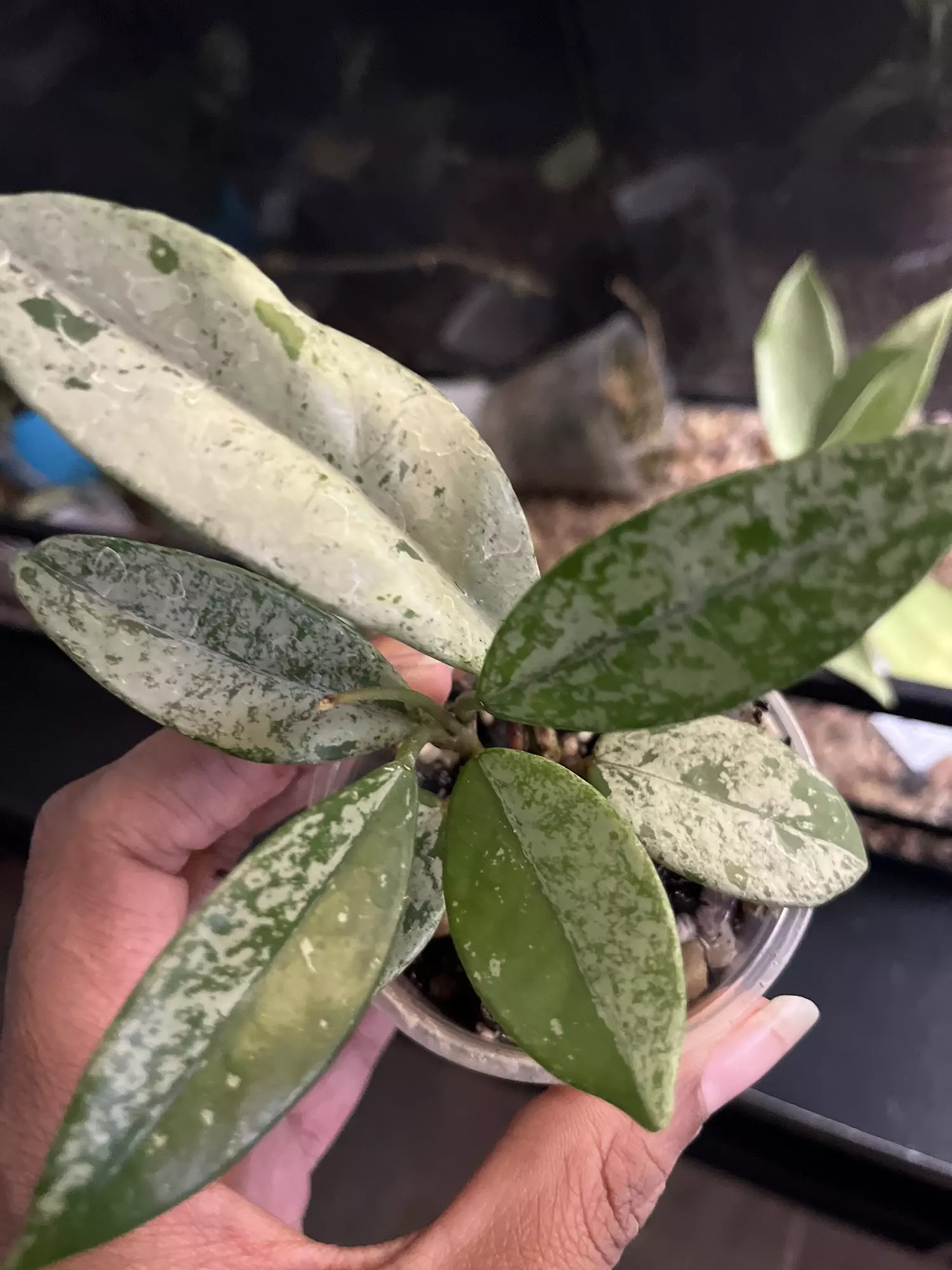 plant/Hoya Wilbur graves CUTTING-0
