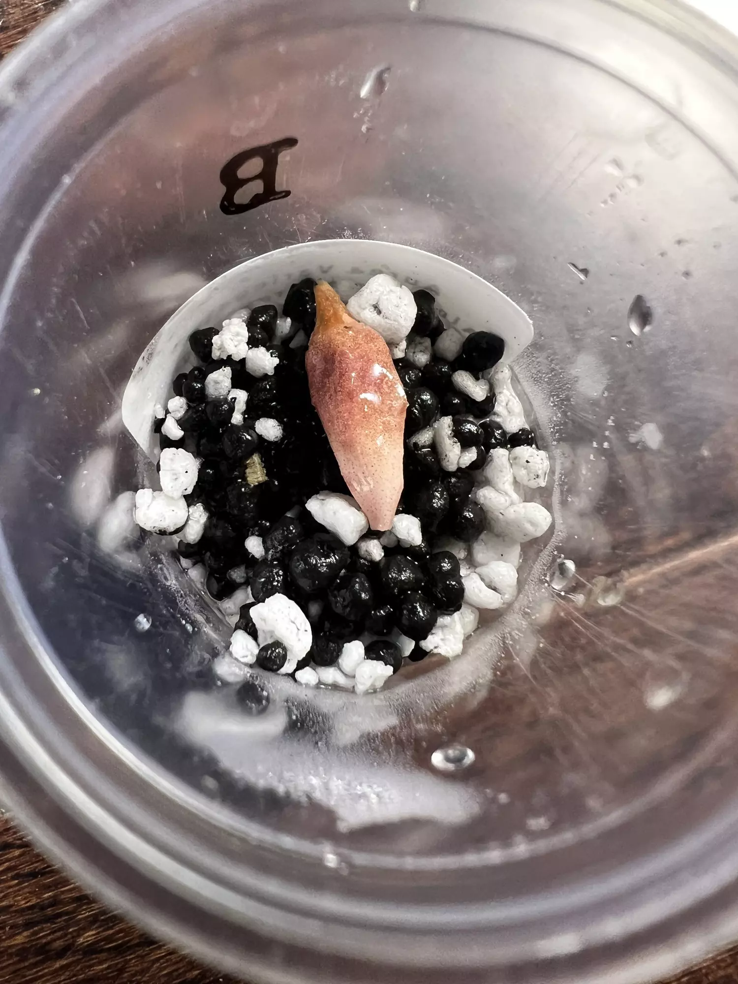 plant/Corm B - Aurea Variegated Alocasia Nairobi Nights-2