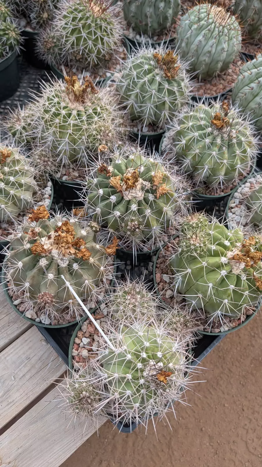 plant/SEEDS Copiapoa grandiflora 10 Seeds-0