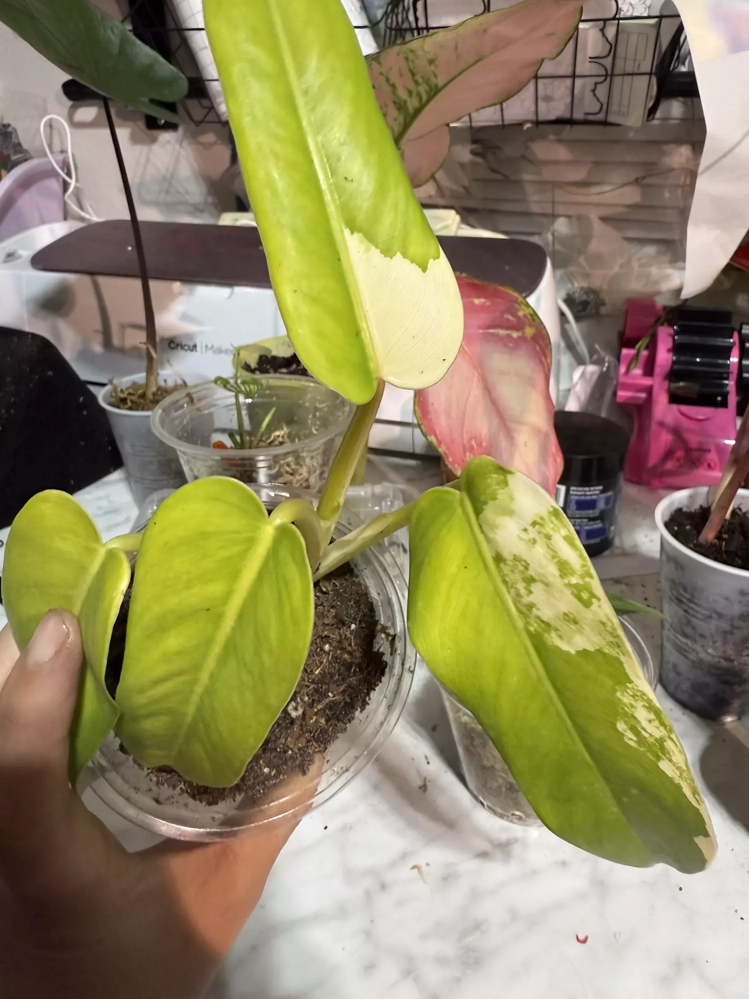 plant/Var. domesticum-0