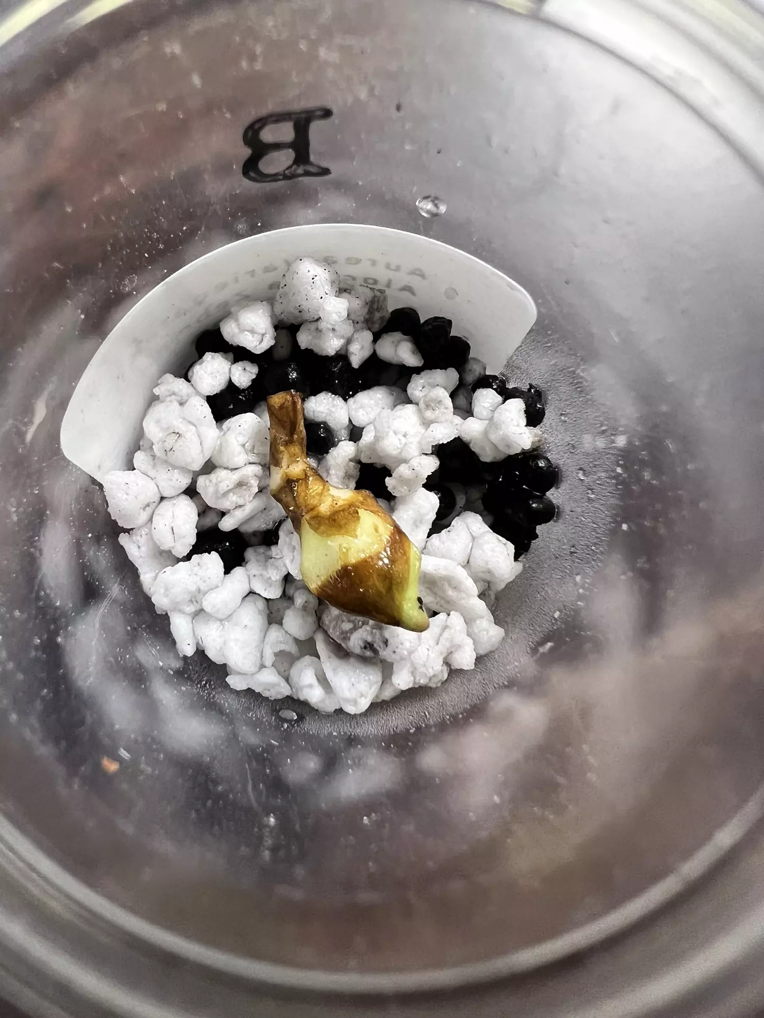 plant/Corm B - Aurea Variegated Alocasia Zebrina-1