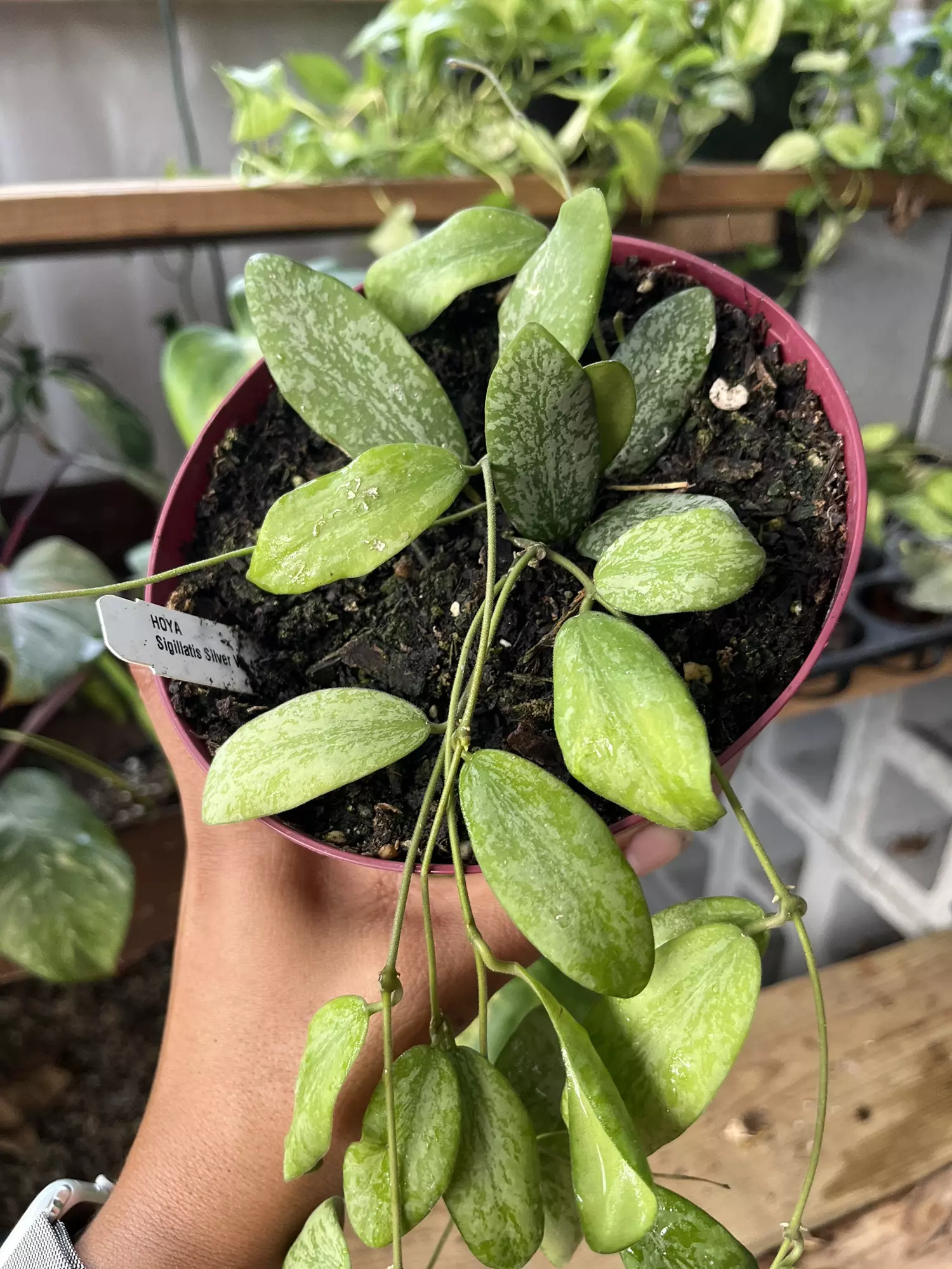 plant/Hoya sigillatis CUTTING-0
