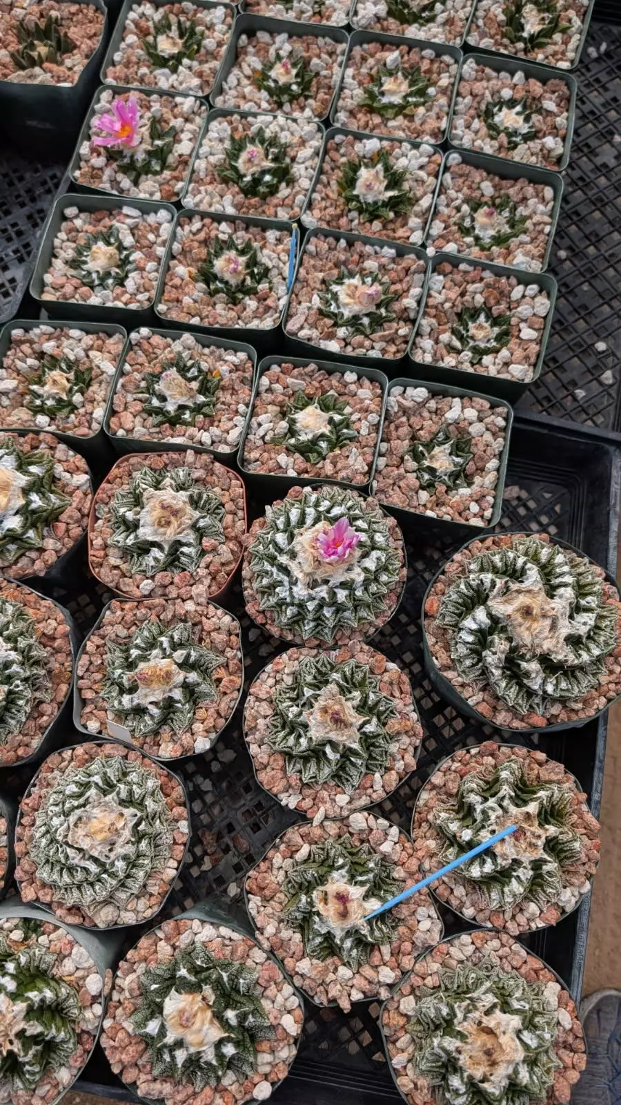plant/SEEDS Ariocarpus fissuratus ssp. hintonii 10 seeds-0