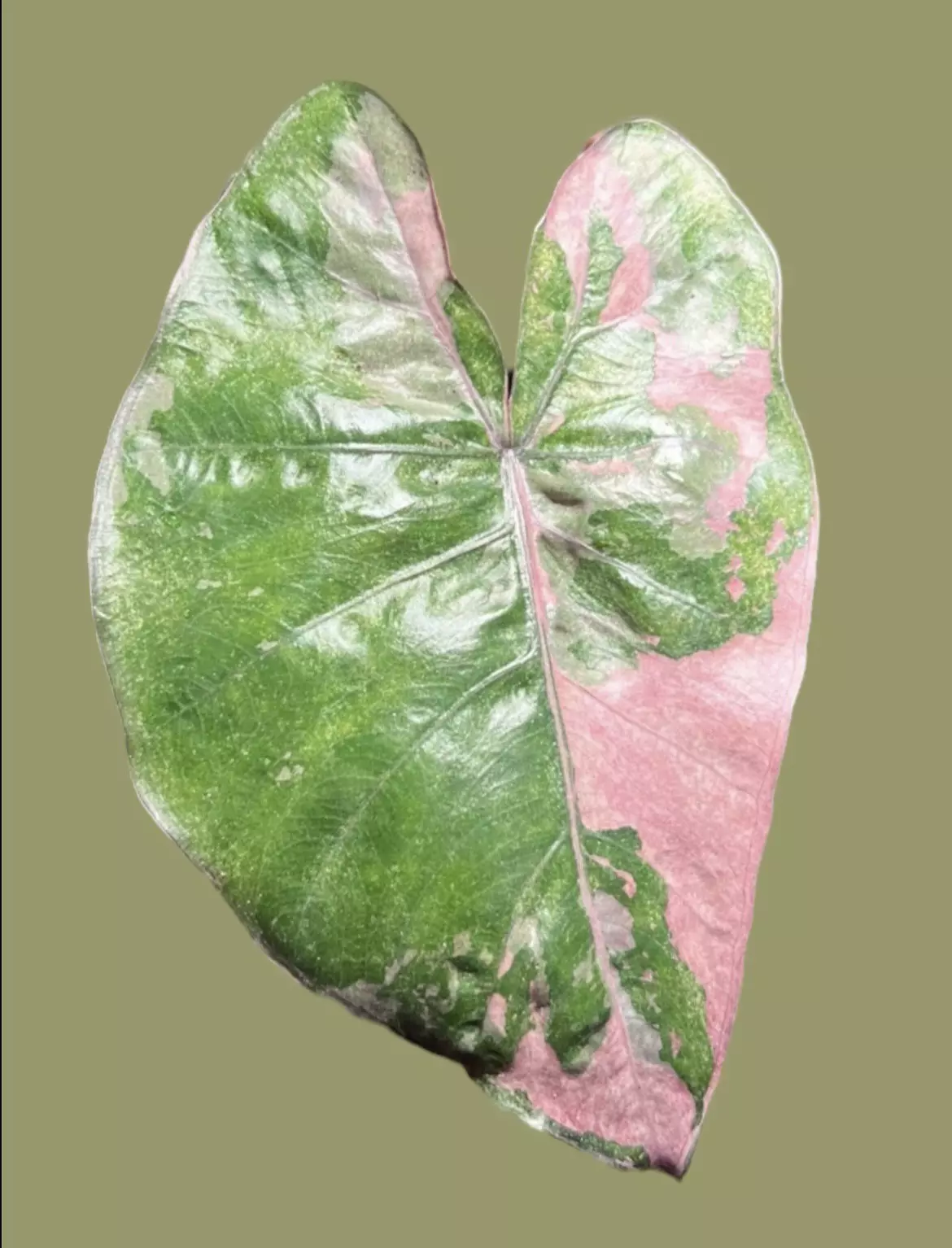 plant/Corm C - Pink Variegated Alocasia Plumbea Corm-0