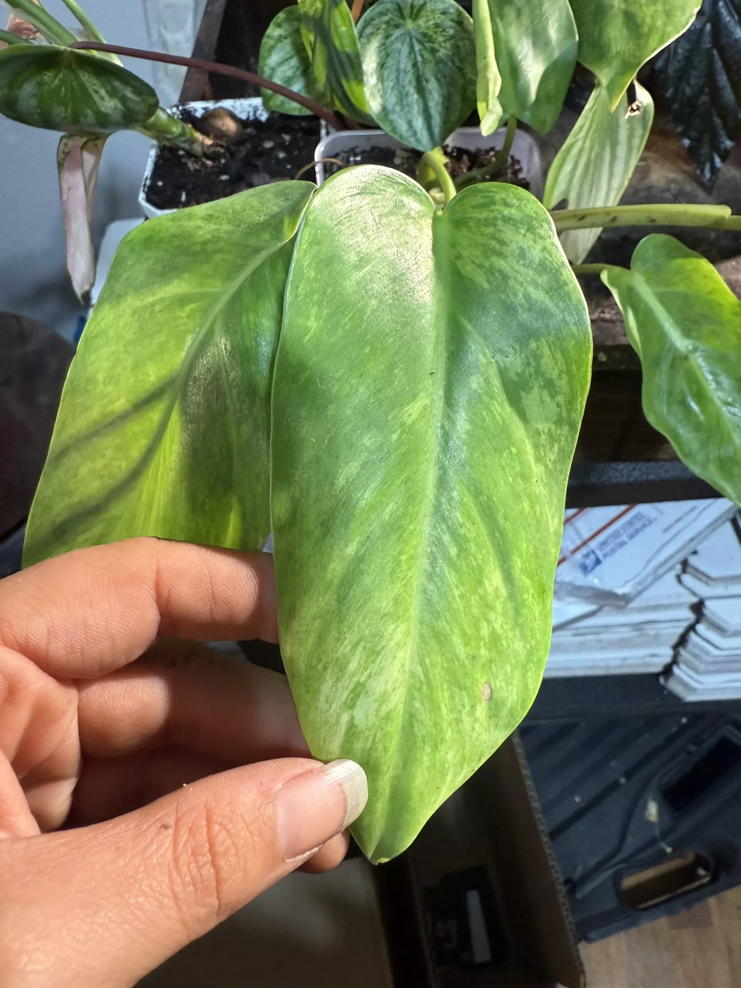 plant/Philodendron painted lady-1