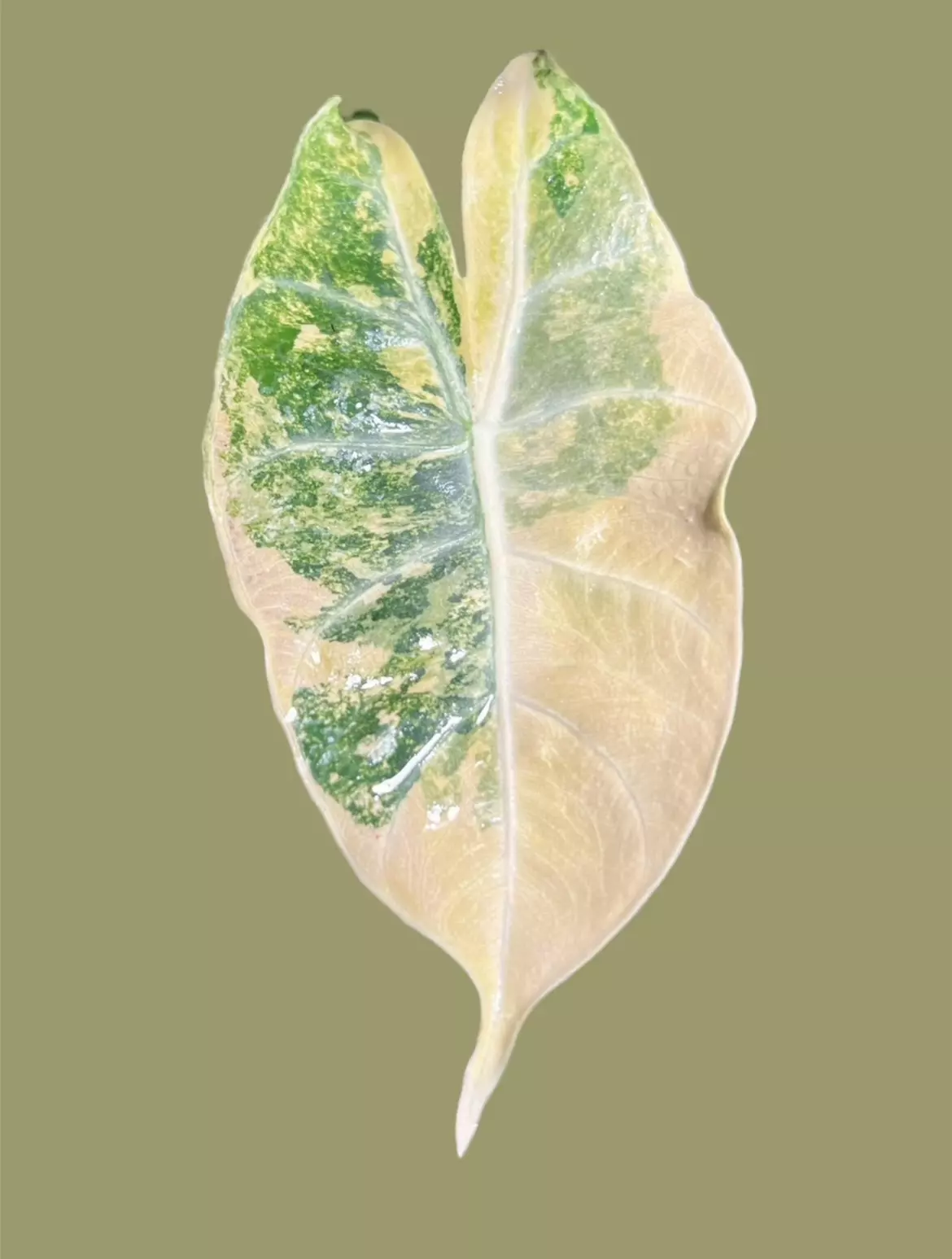 plant/Corm B - Aurea Variegated Alocasia Nairobi Nights-0