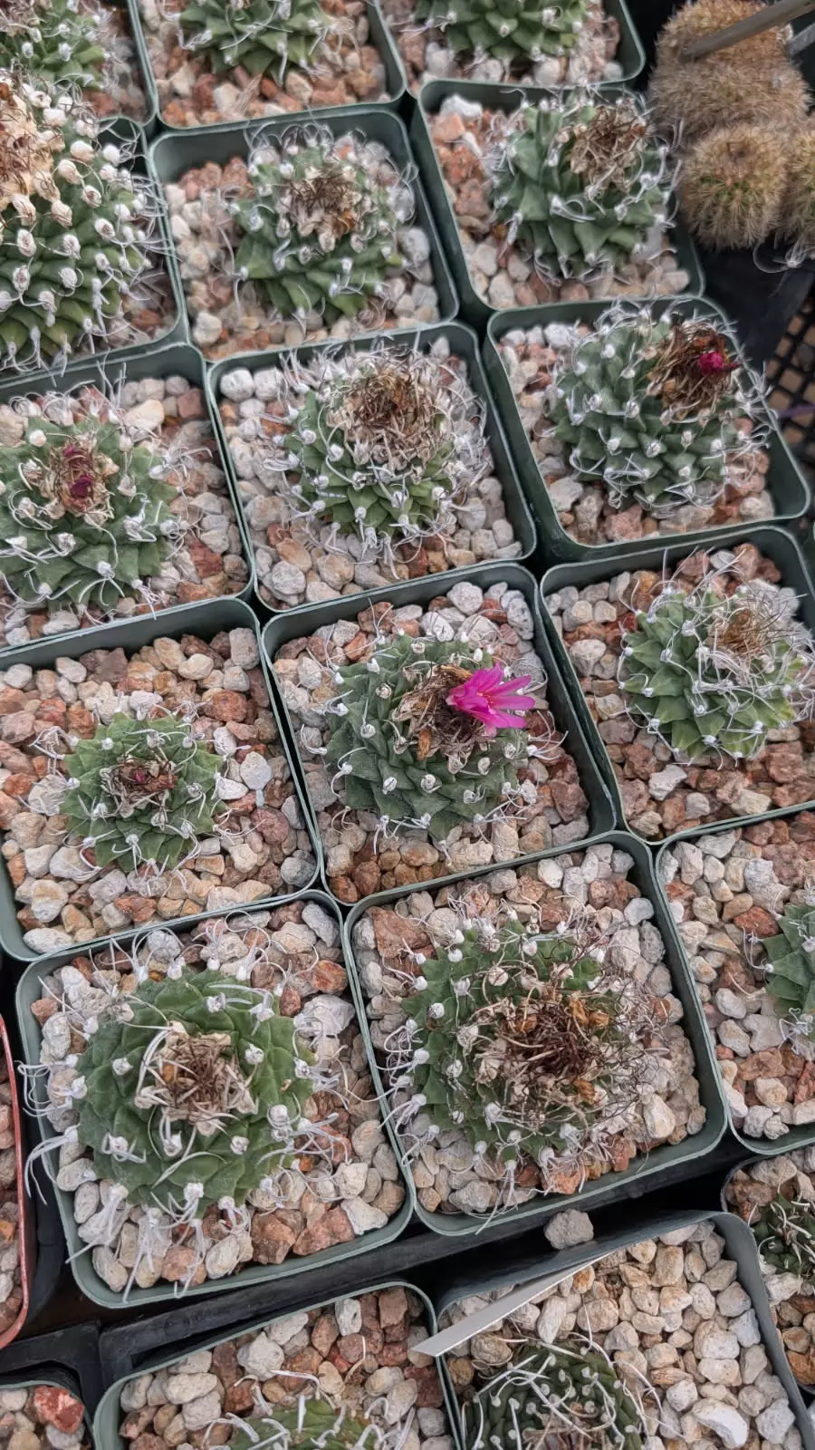 plant/SEEDS Turbinicarpus alonsoi 10 seeds-0