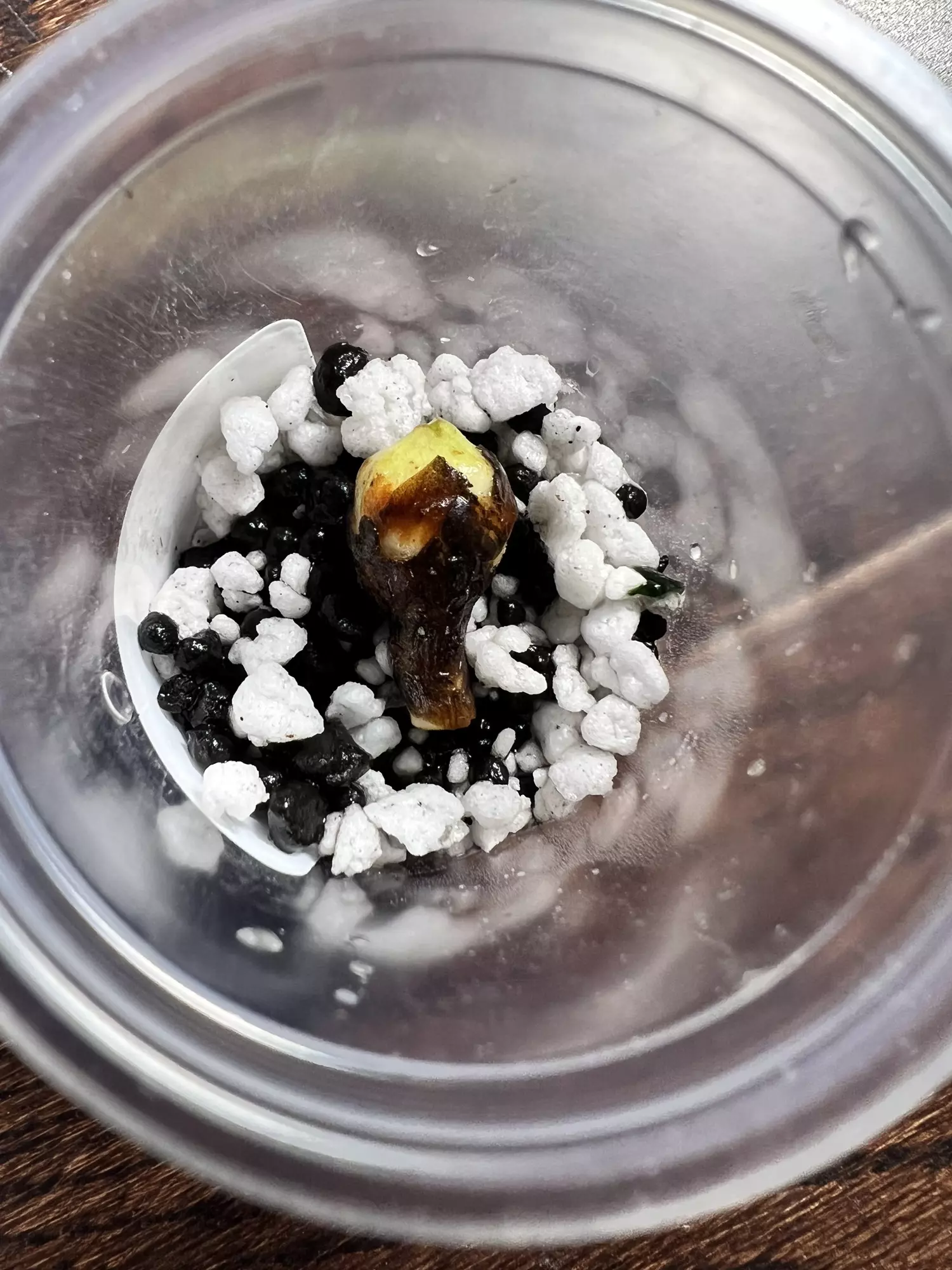 plant/True Albo Variegated Alocasia Zebrina Corm-4