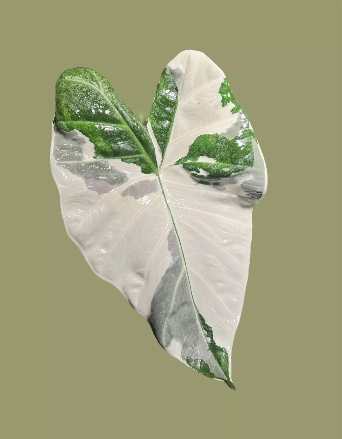 plant/Albo Variegated Alocasia Regal Shield Corm-0