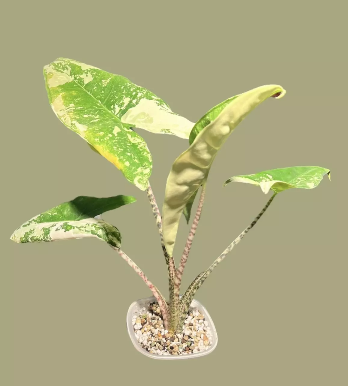 plant/True Albo Variegated Alocasia Zebrina Corm-1