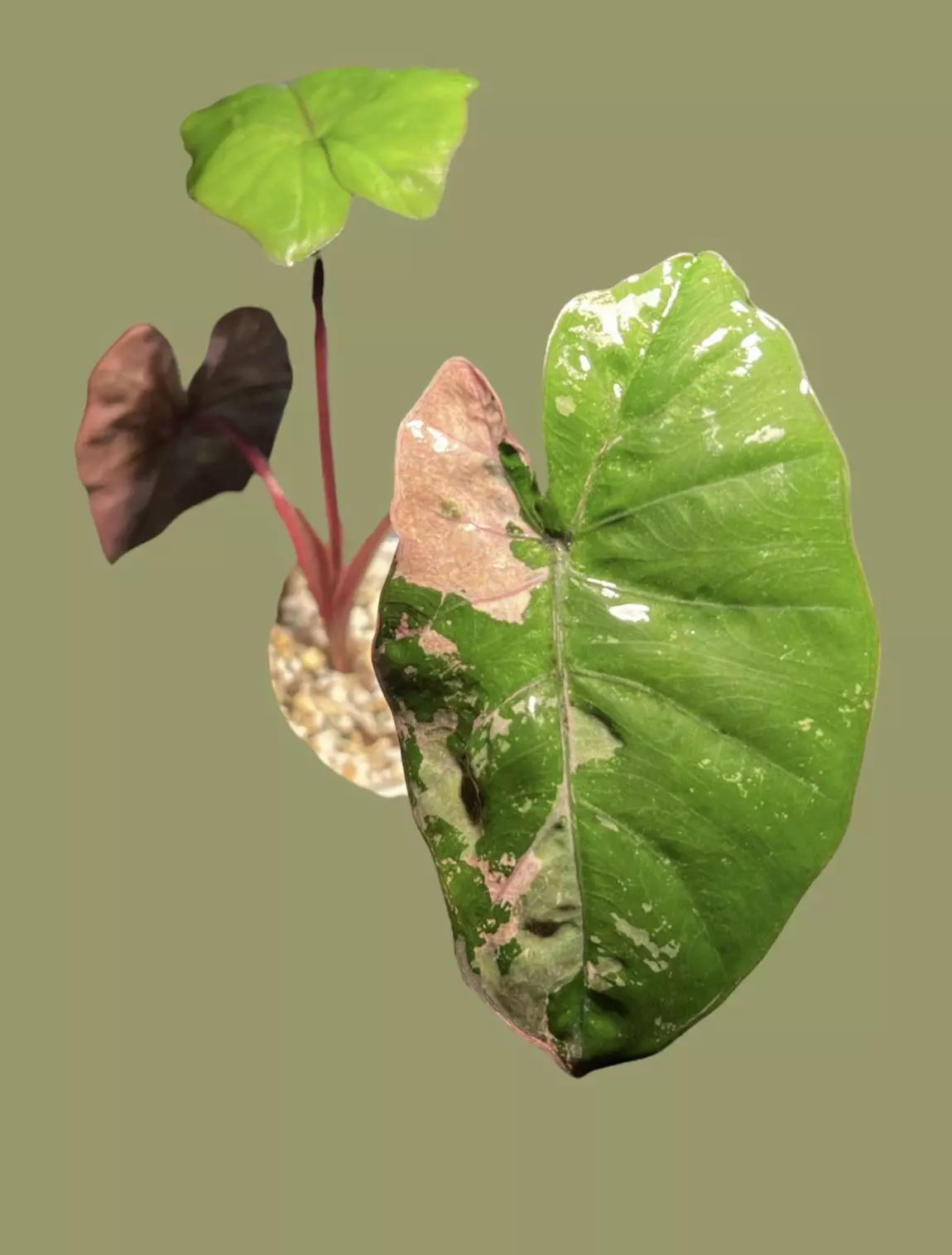 plant/Corm C - Pink Variegated Alocasia Plumbea Corm-1