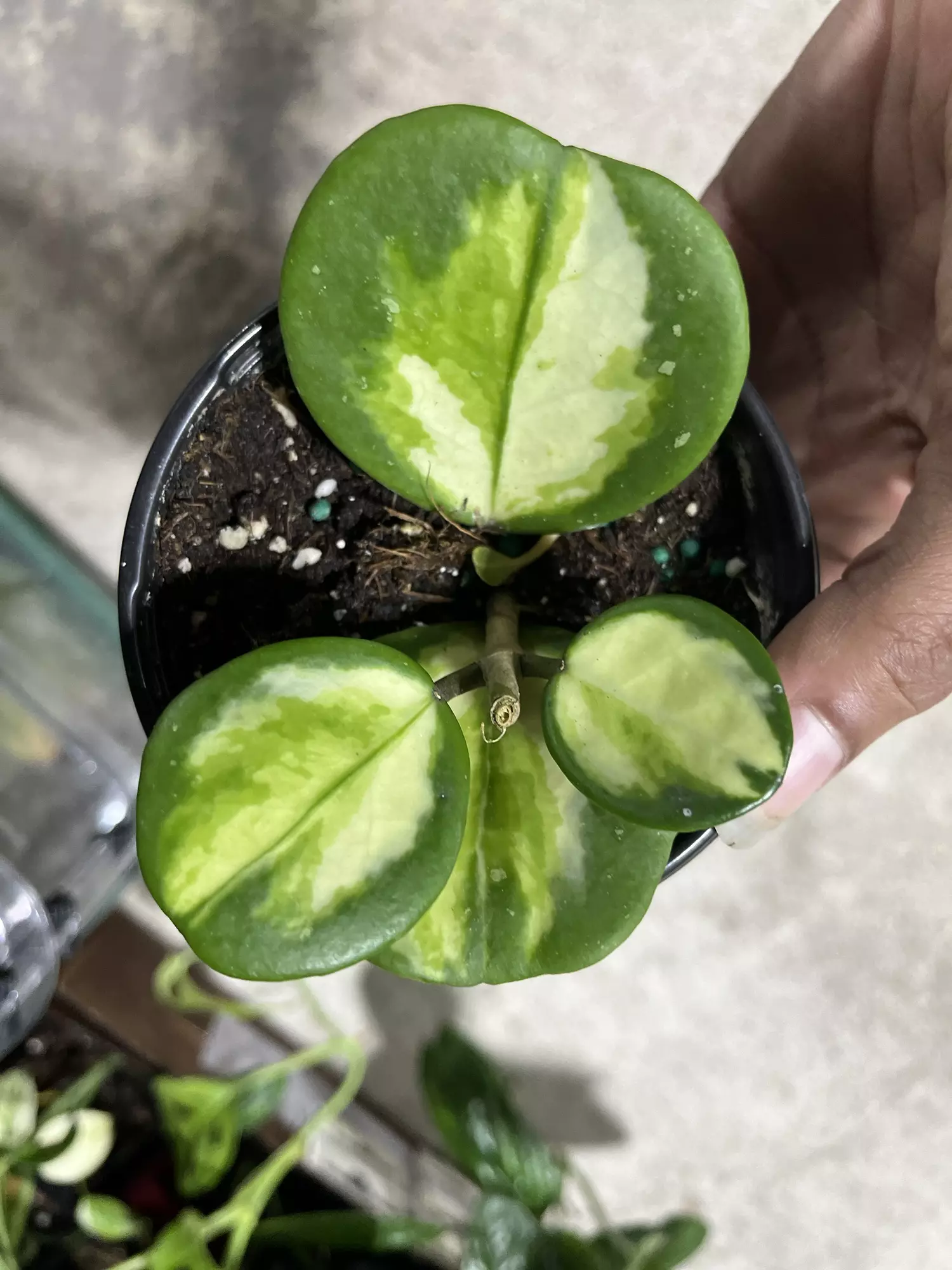 plant/Hoya Obovata Variegated CUTTING-0
