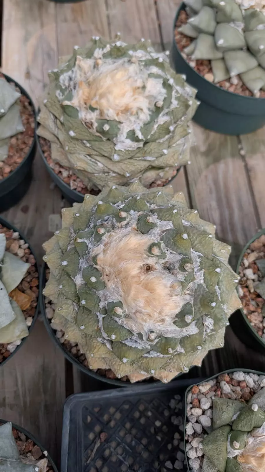 plant/SEEDS Ariocarpus retusus furfuraceous “Super Fat” x fiss “Badzilla” F2 10 seeds-1
