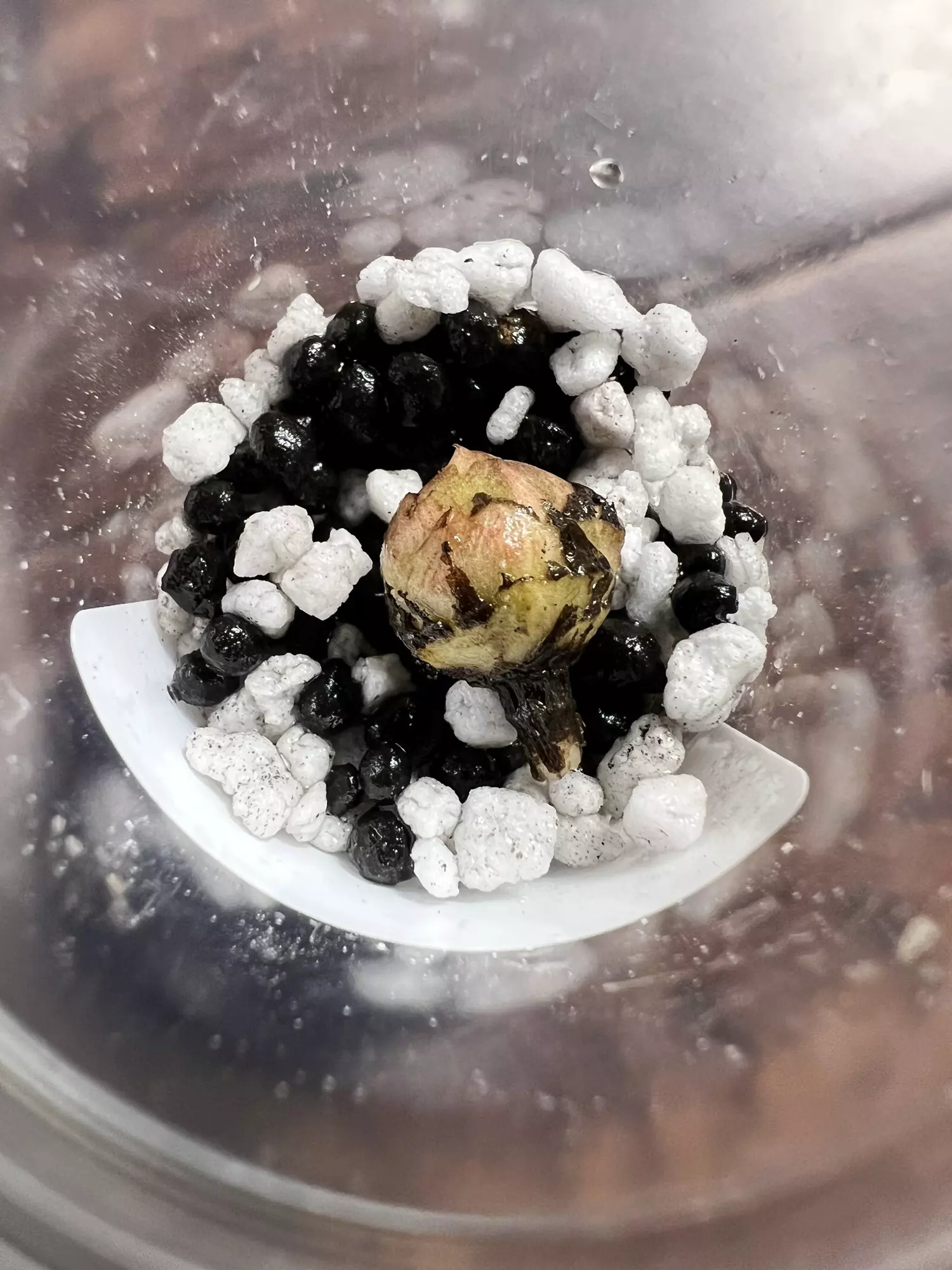 plant/Albo Variegated Alocasia Regal Shield Corm-3